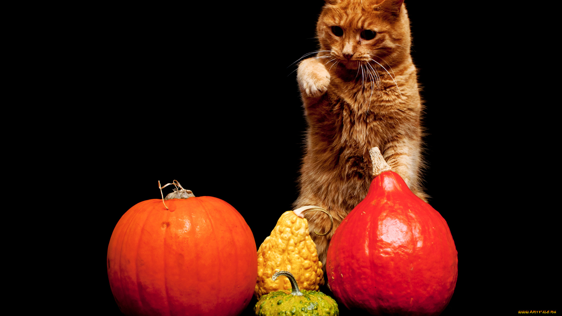 животные, коты, тыквы, рыжий, кот