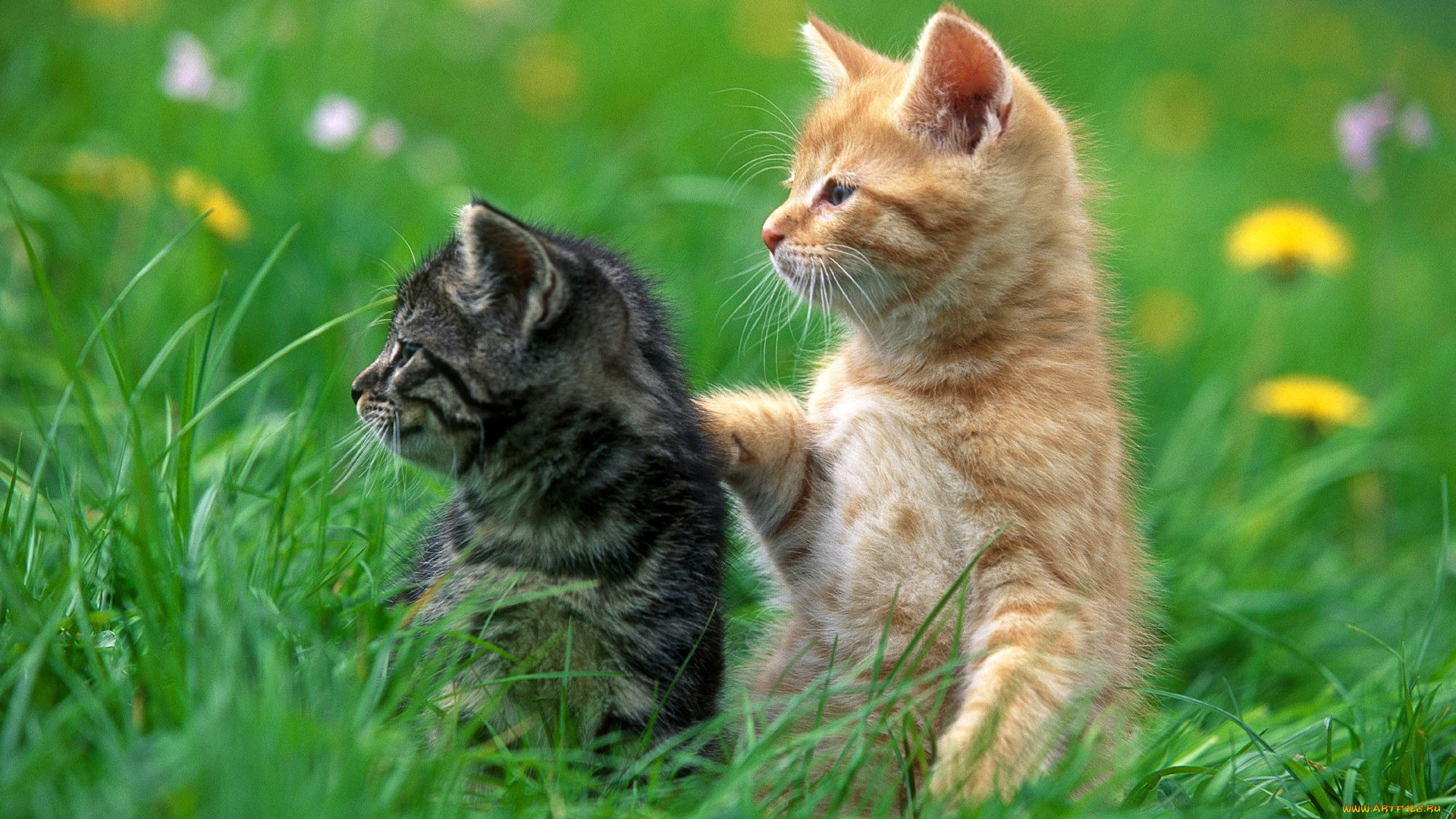 животные, коты, в, траве, внимание, котята