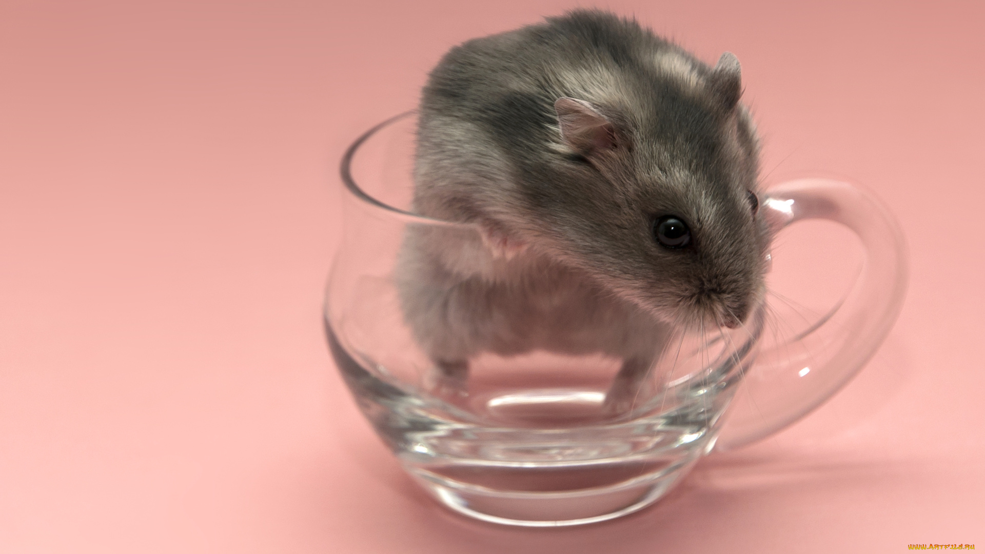 животные, крысы, мыши, крыса, кружка