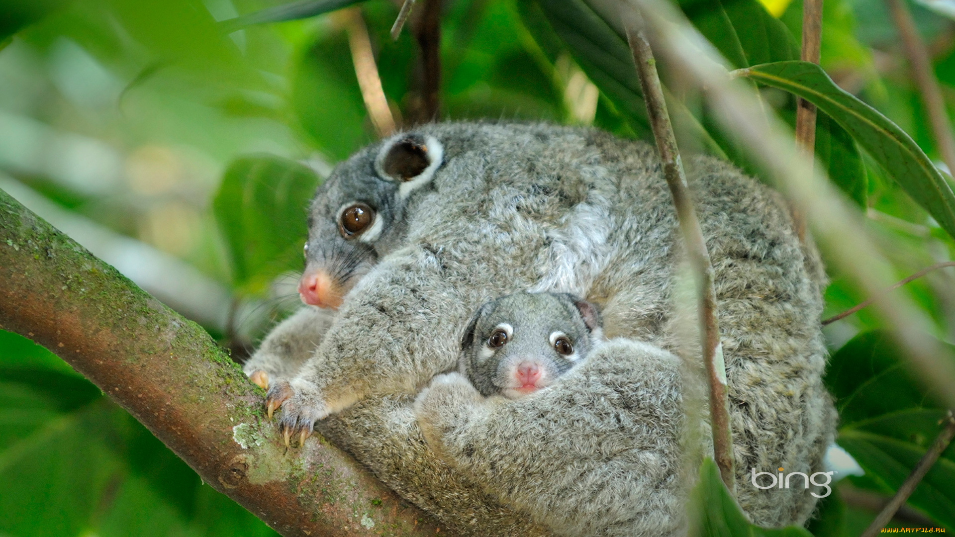 животные, лемуры, листья, ветки