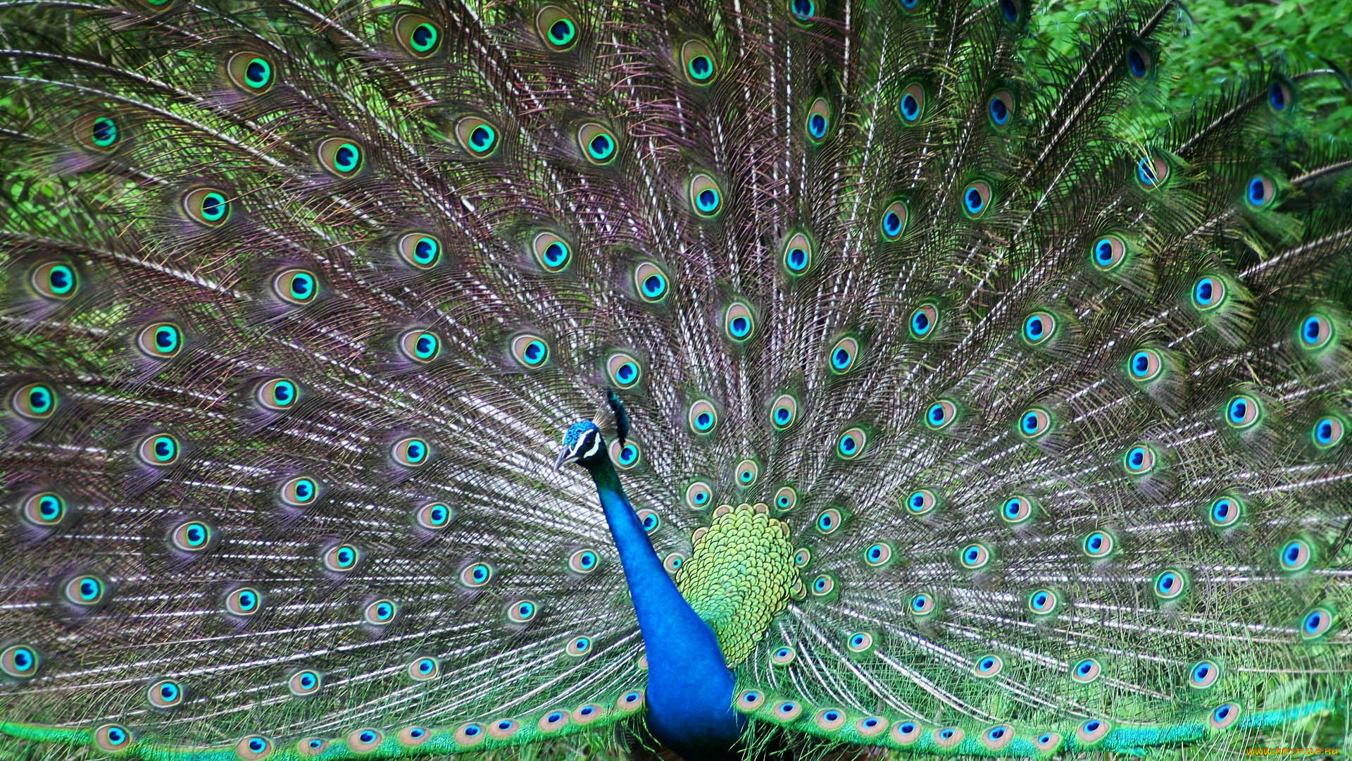 животные, павлины, красавец, павлин