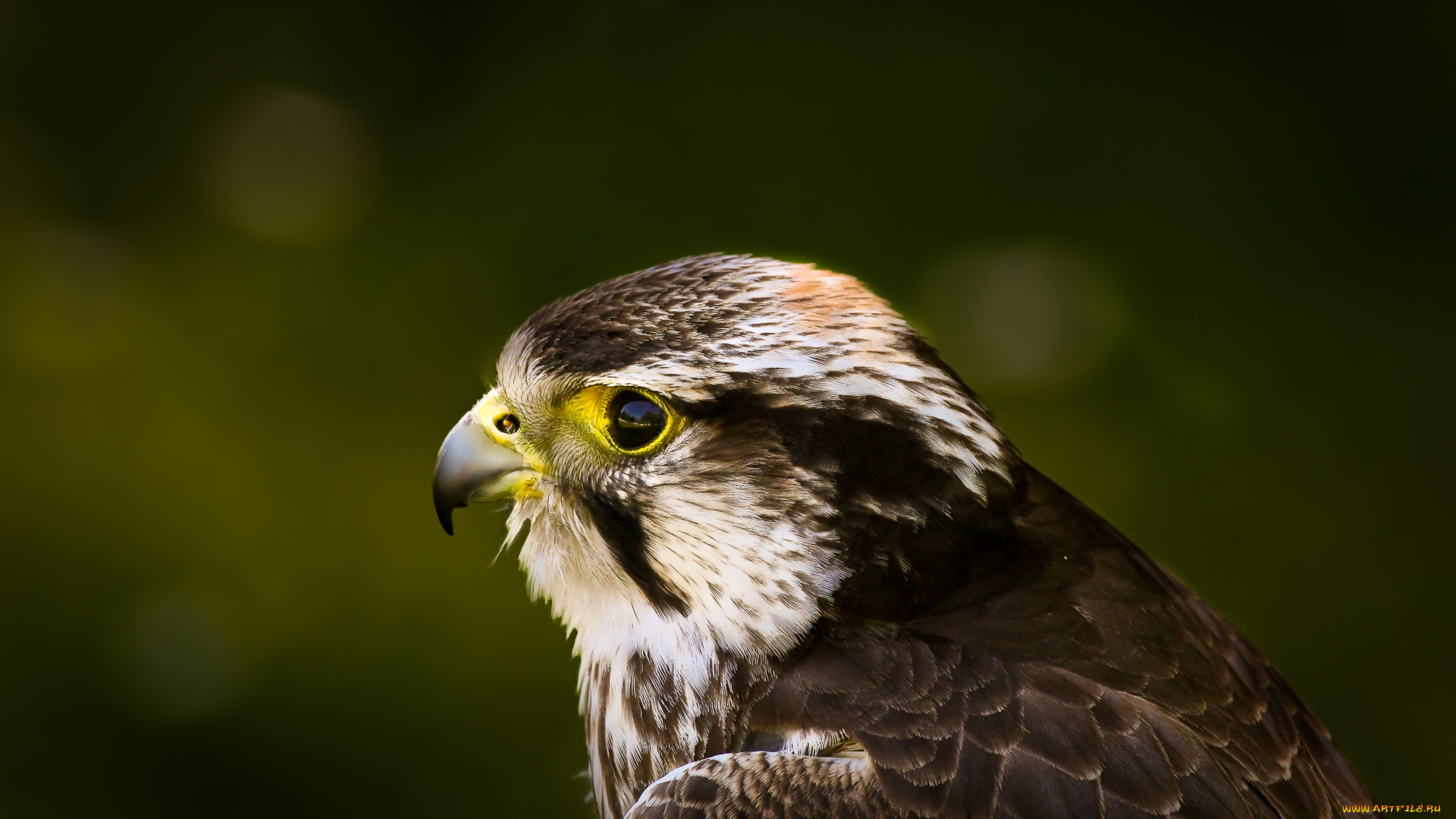 животные, птицы, хищники, ястреб