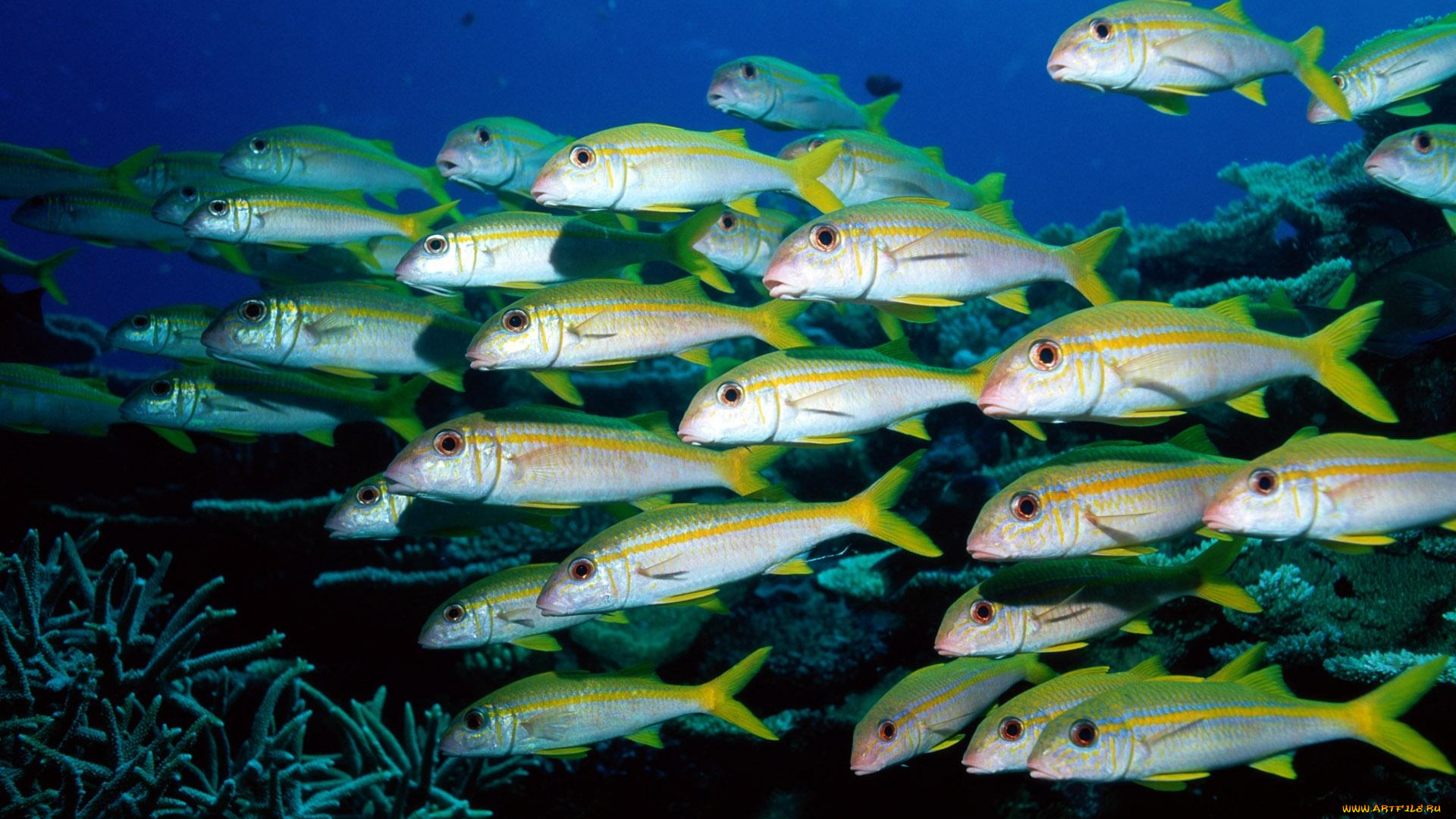 животные, рыбы, косяк