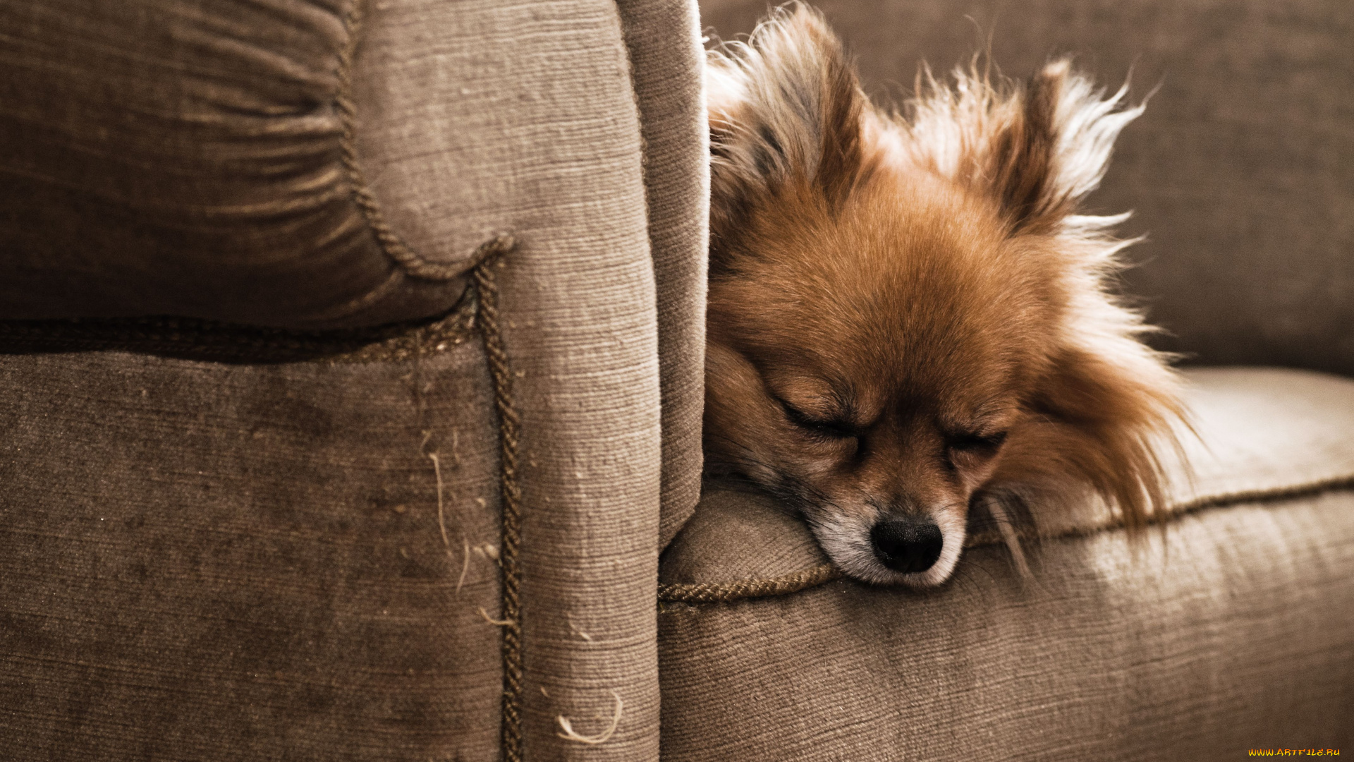 животные, собаки, сон