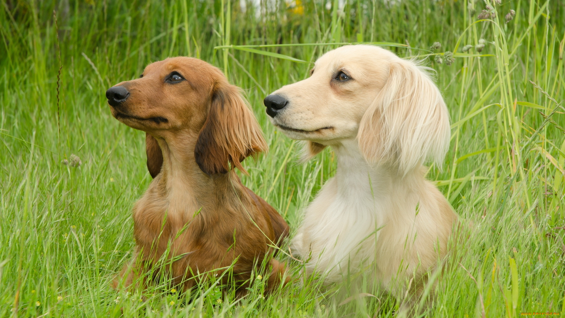 животные, собаки, такса