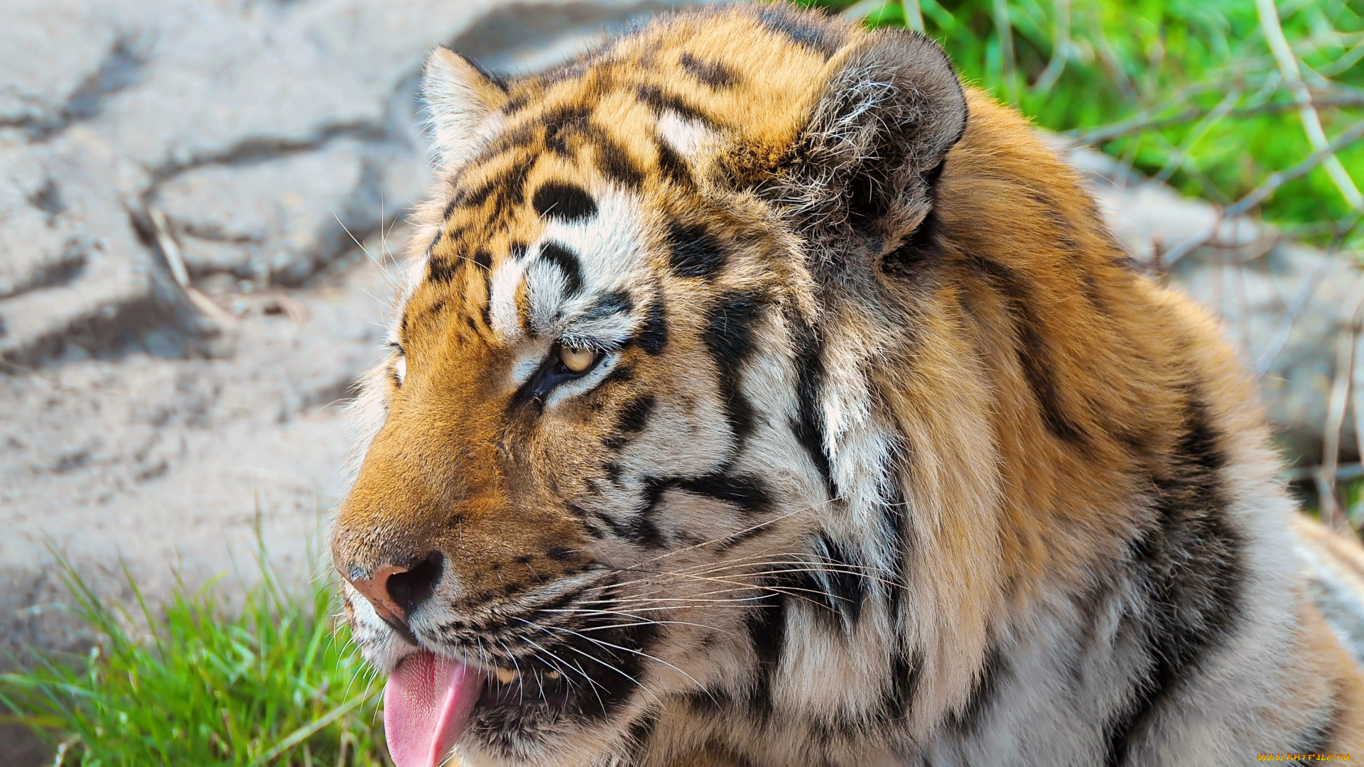 животные, тигры, хищник, язык