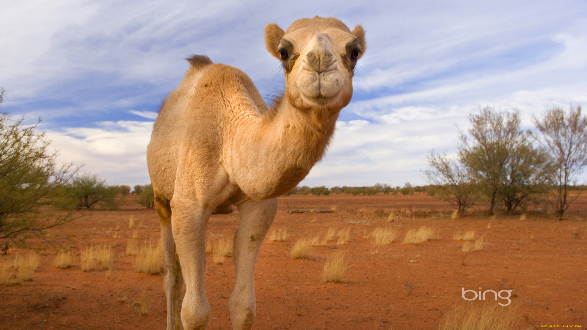 животные, верблюды, верблюд, пустыня