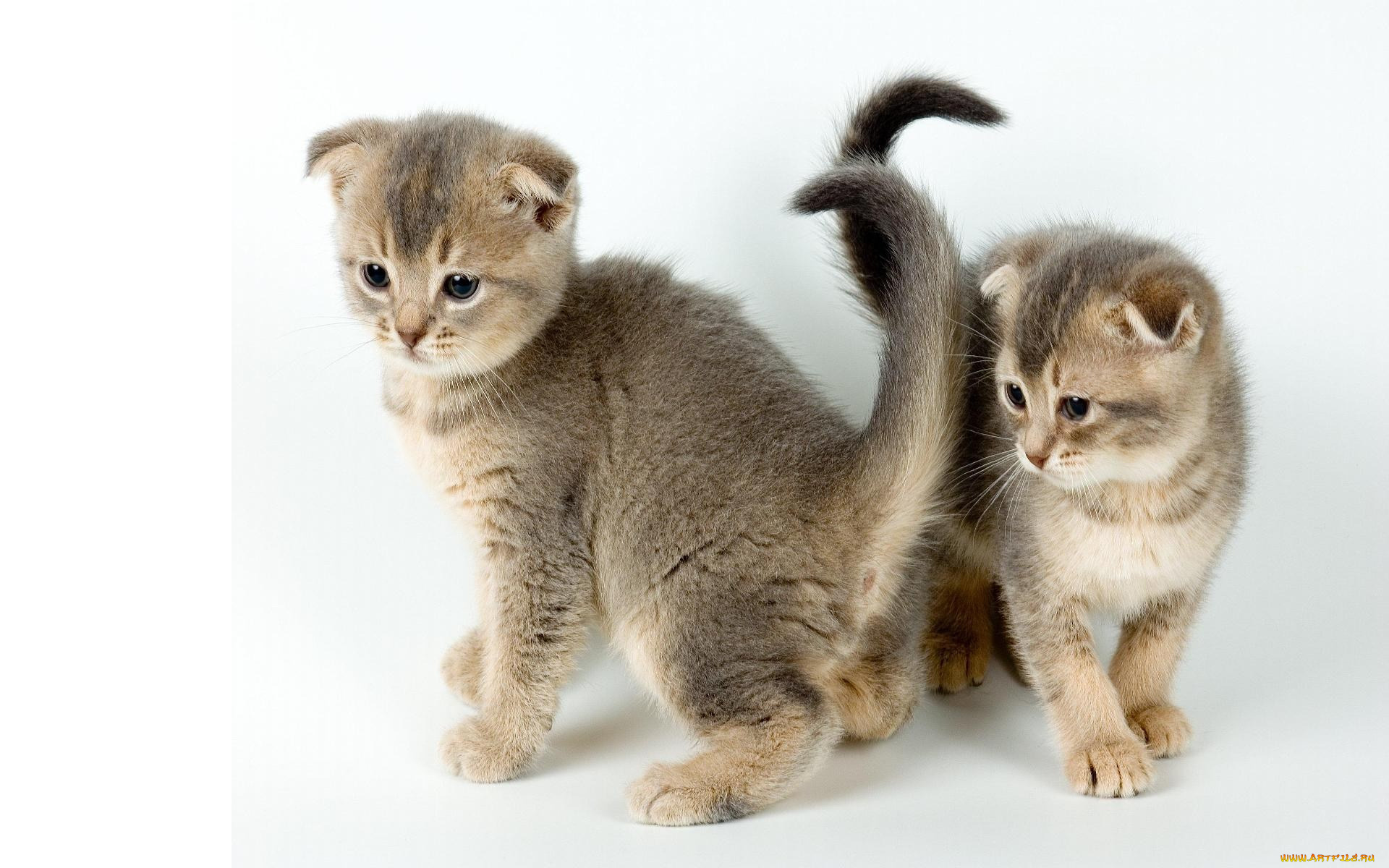 животные, коты, котята, вислоухий
