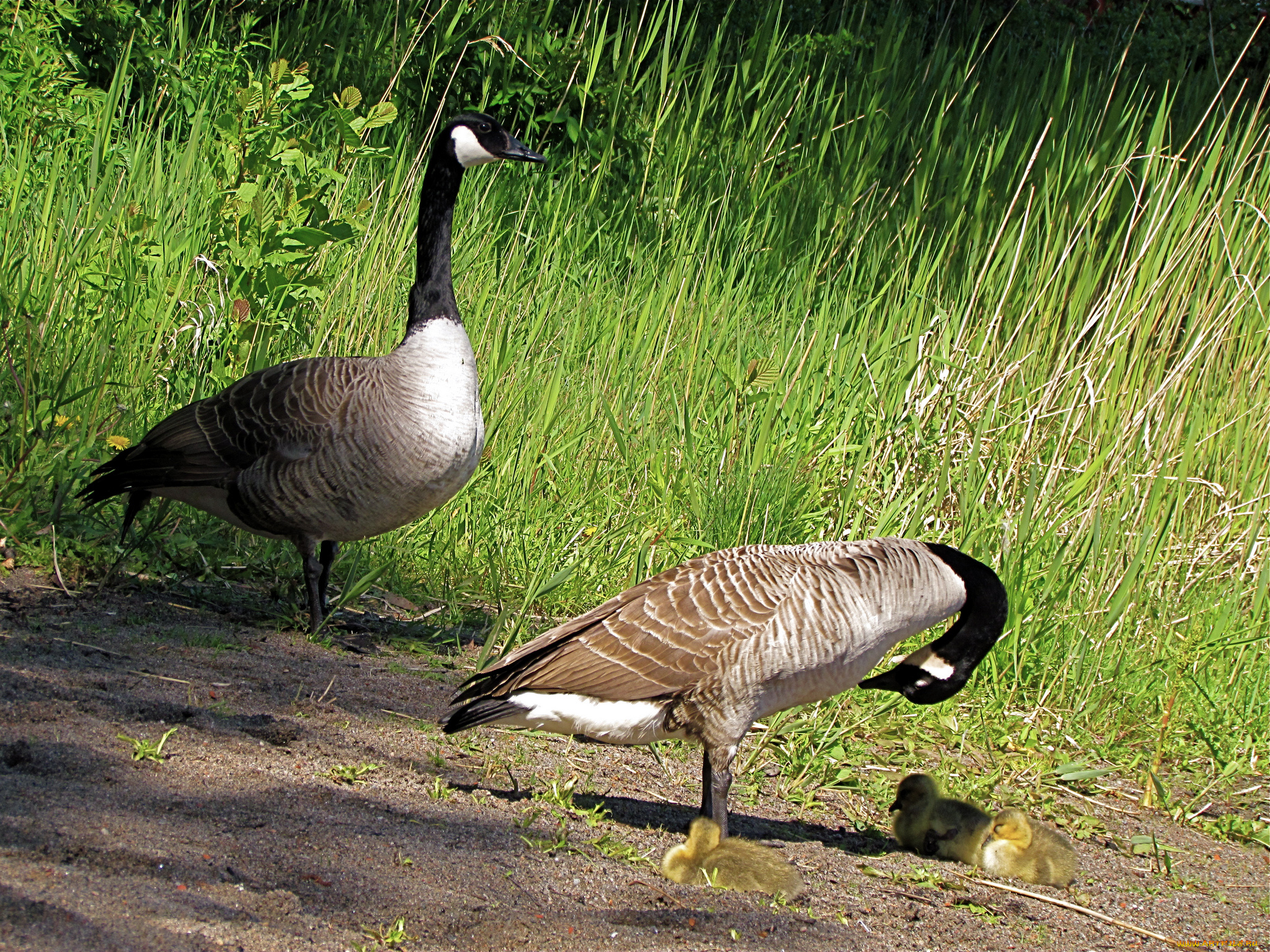 животные, гуси, казарка, утята