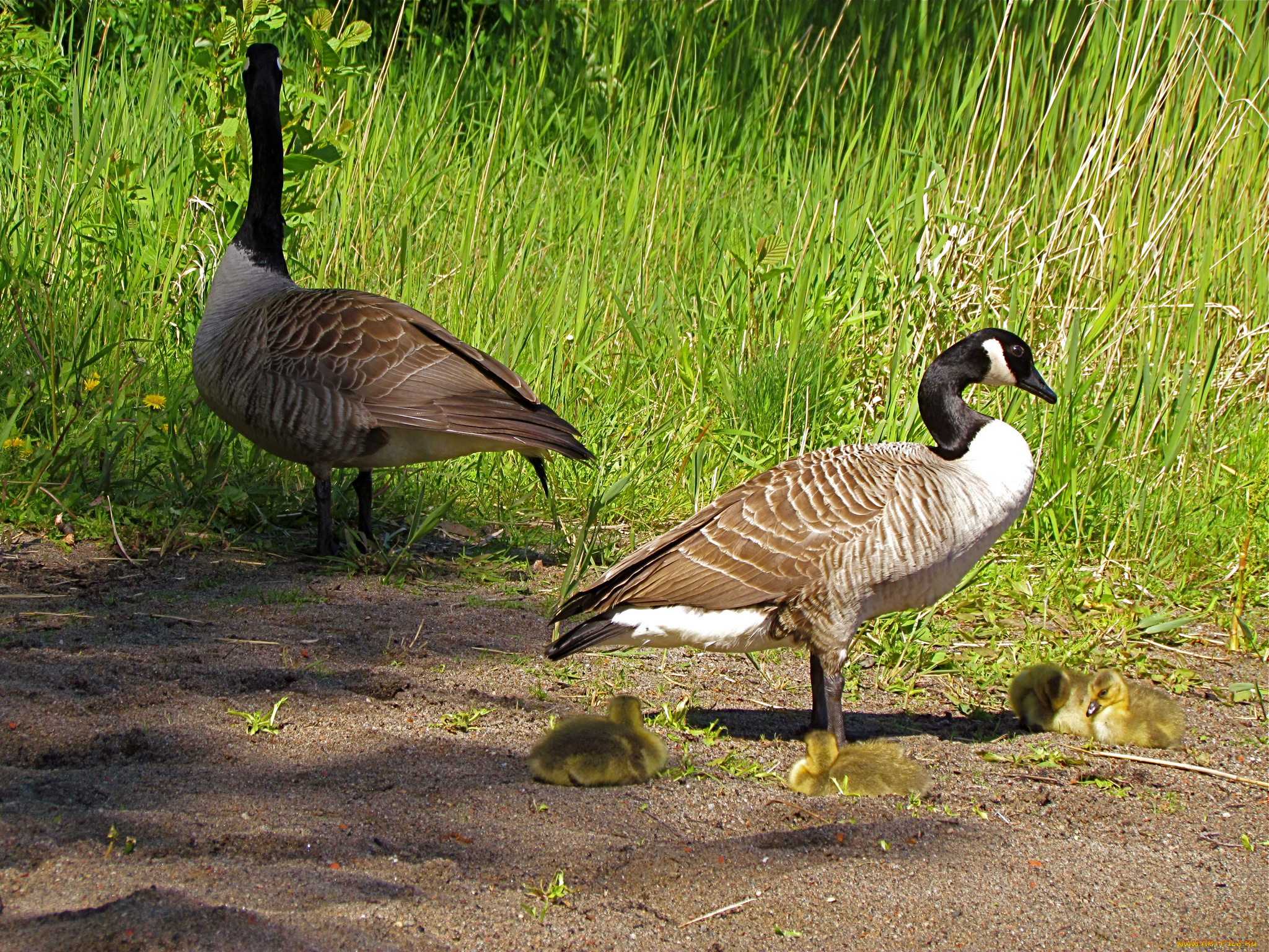 животные, гуси, казарка, утята