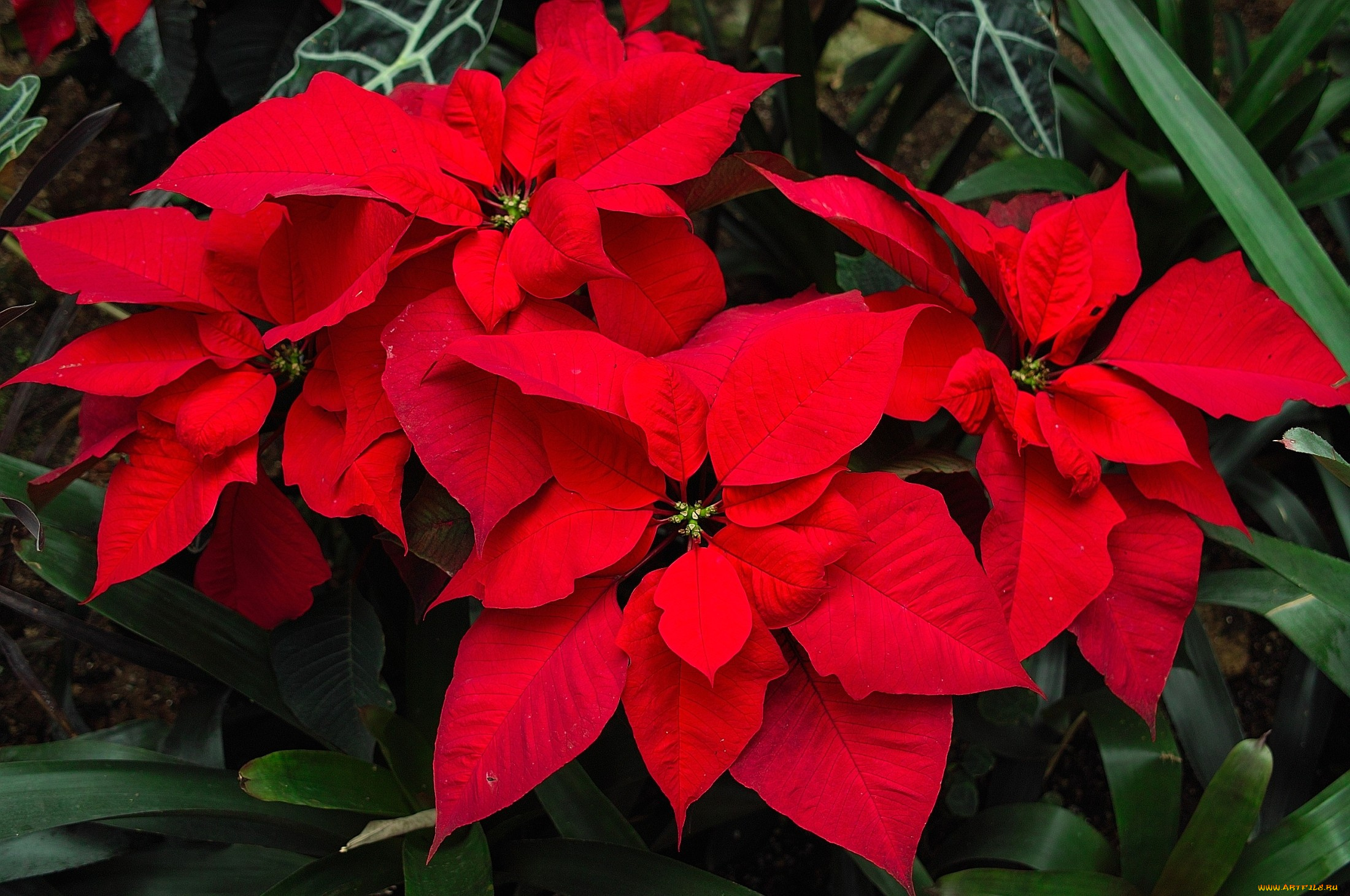 цветы, пуансеттия, красный, листья