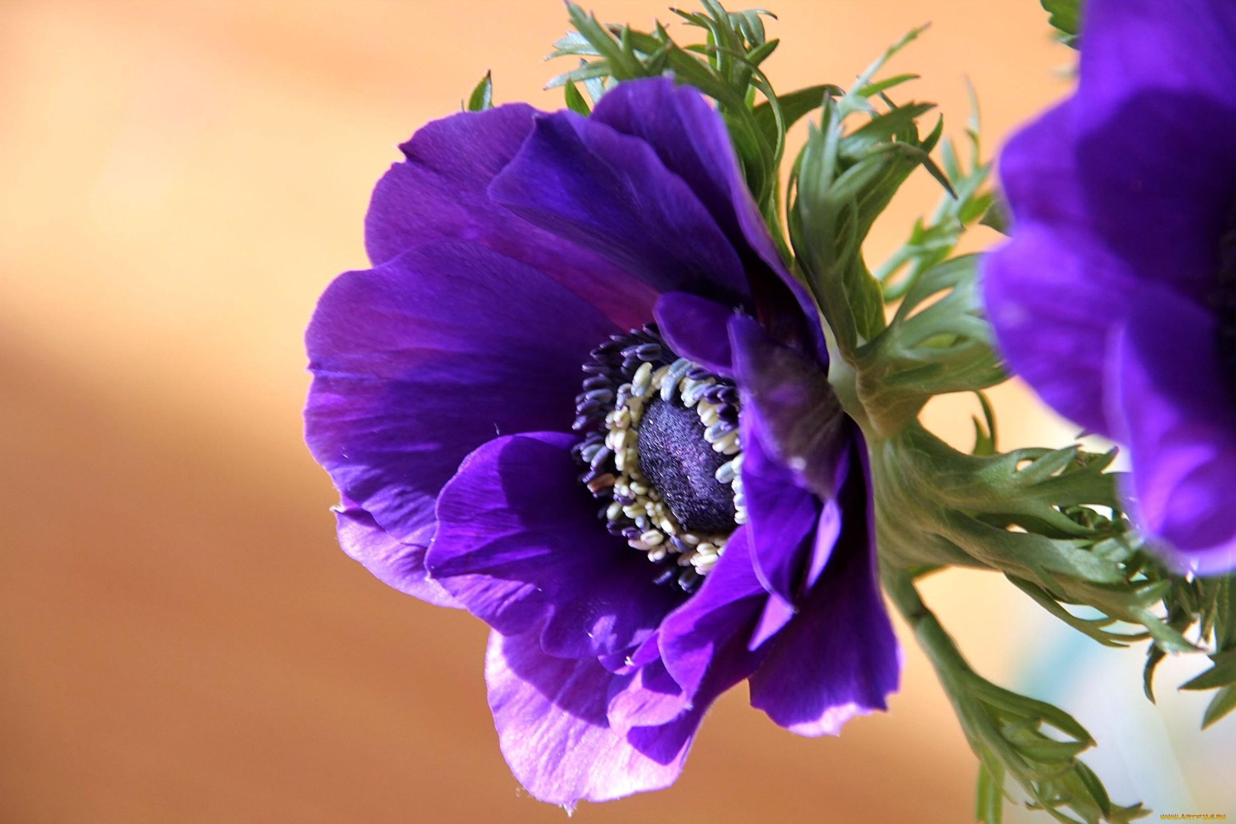 цветы, анемоны, адонисы, фиолетовый