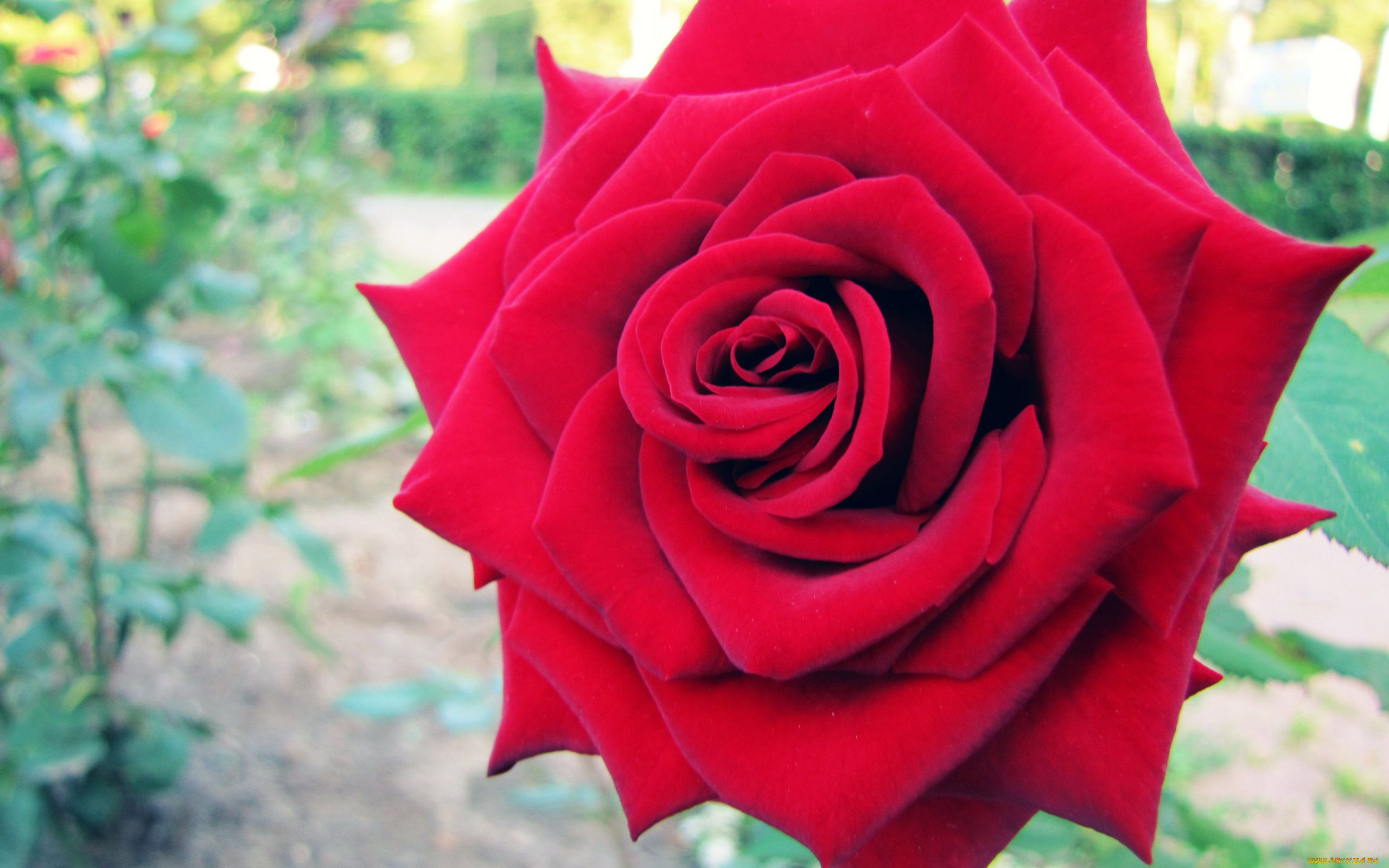 цветы, розы, ford, mustang, cobra, роза