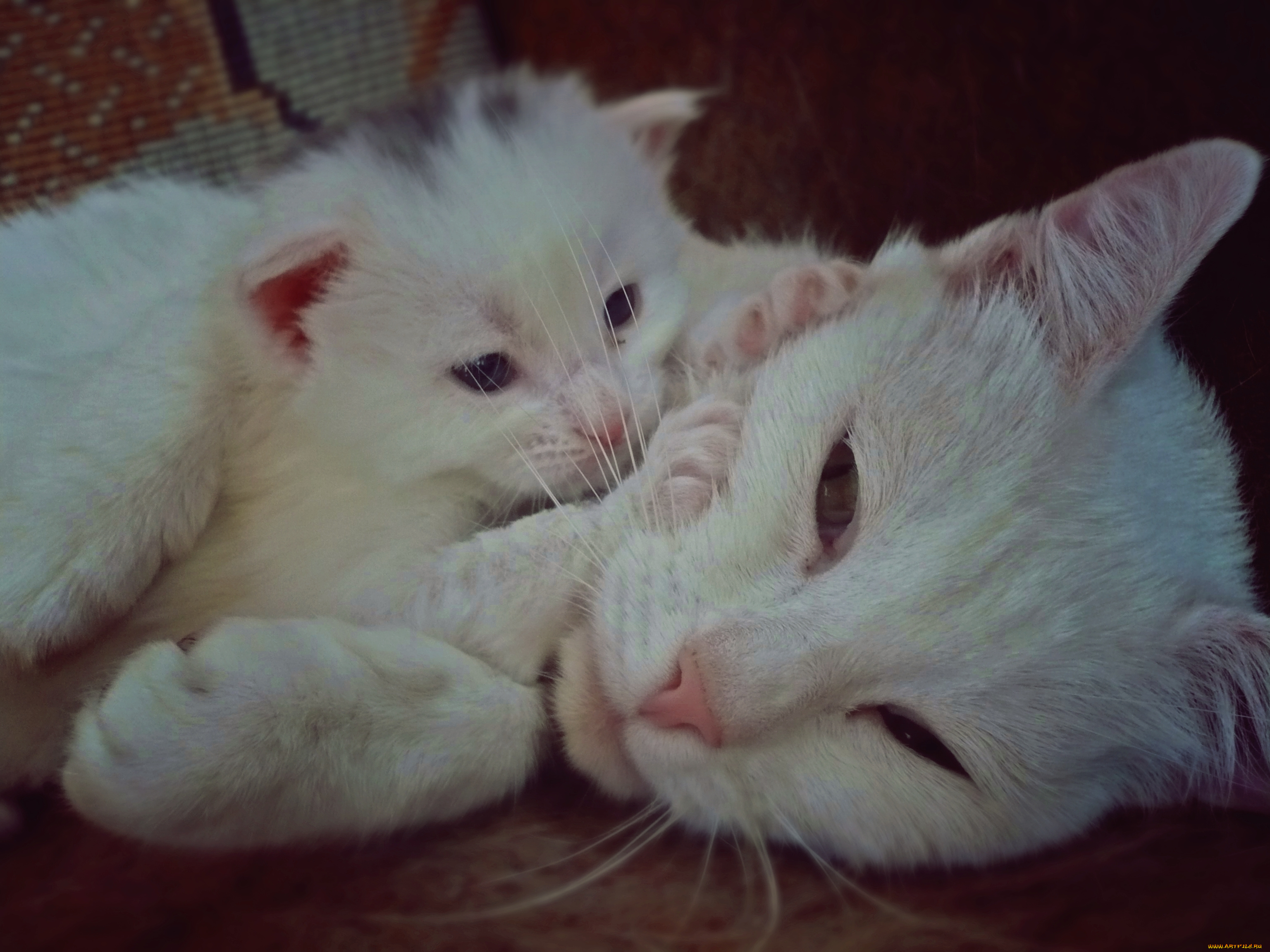 животные, коты, котёнок, кошка, белые