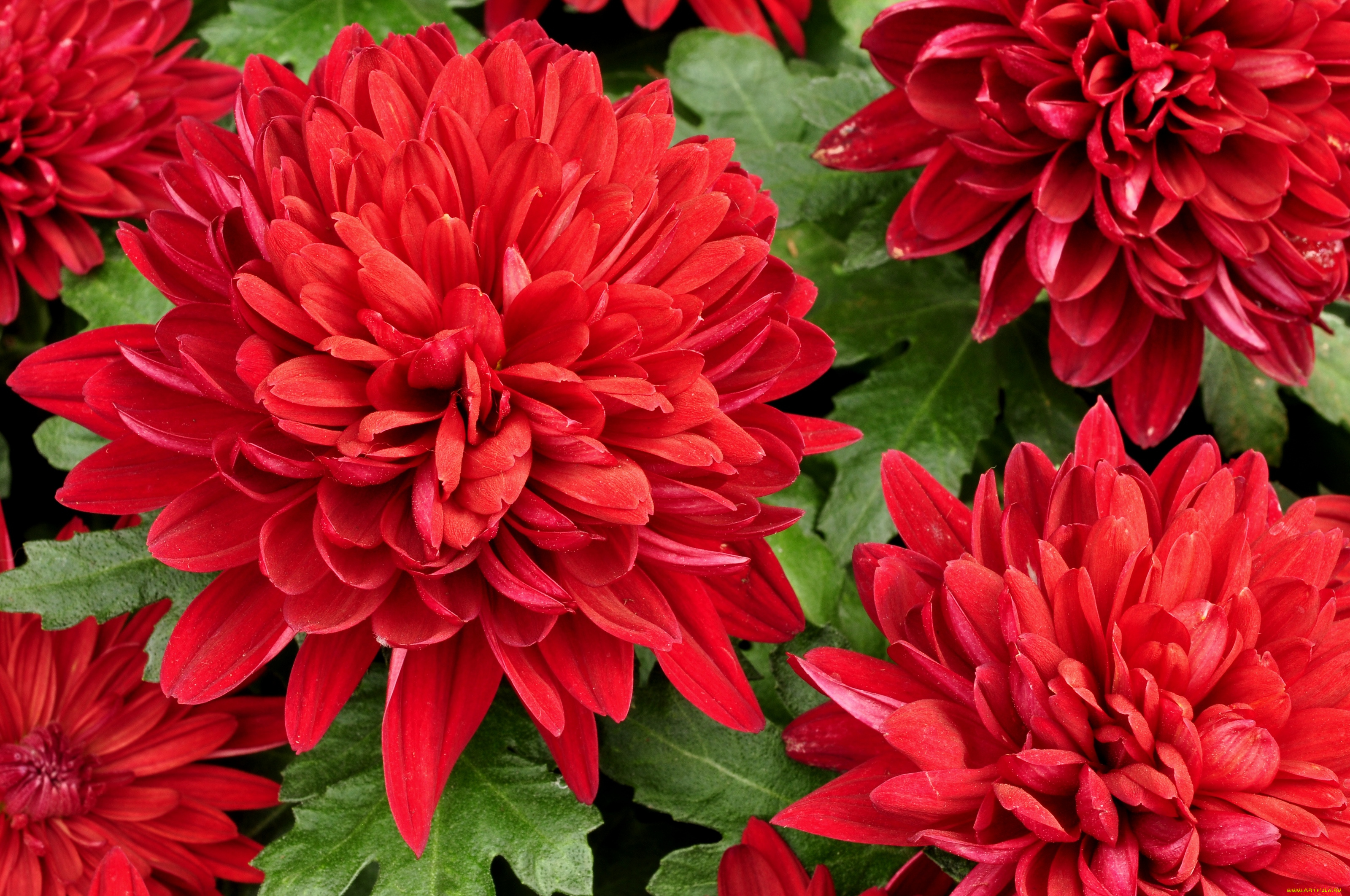 цветы, хризантемы, красный, лепестки