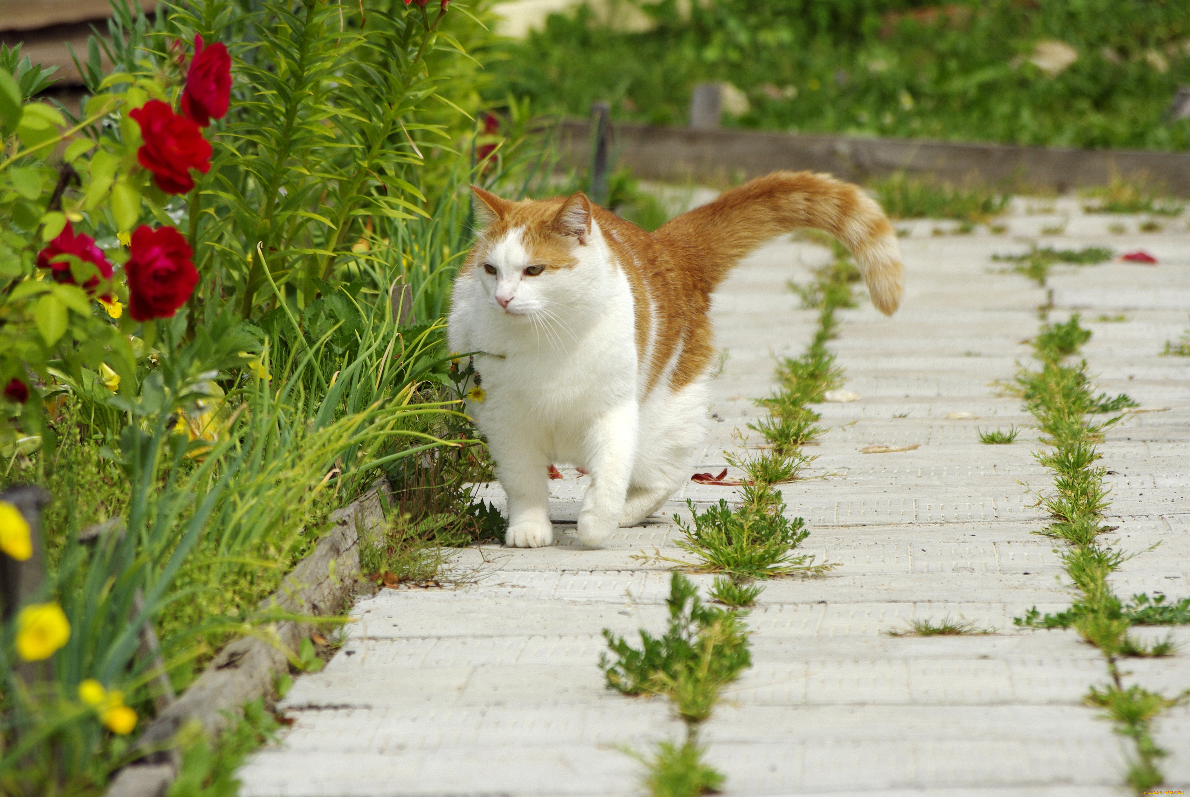 животные, коты, трава, цветы