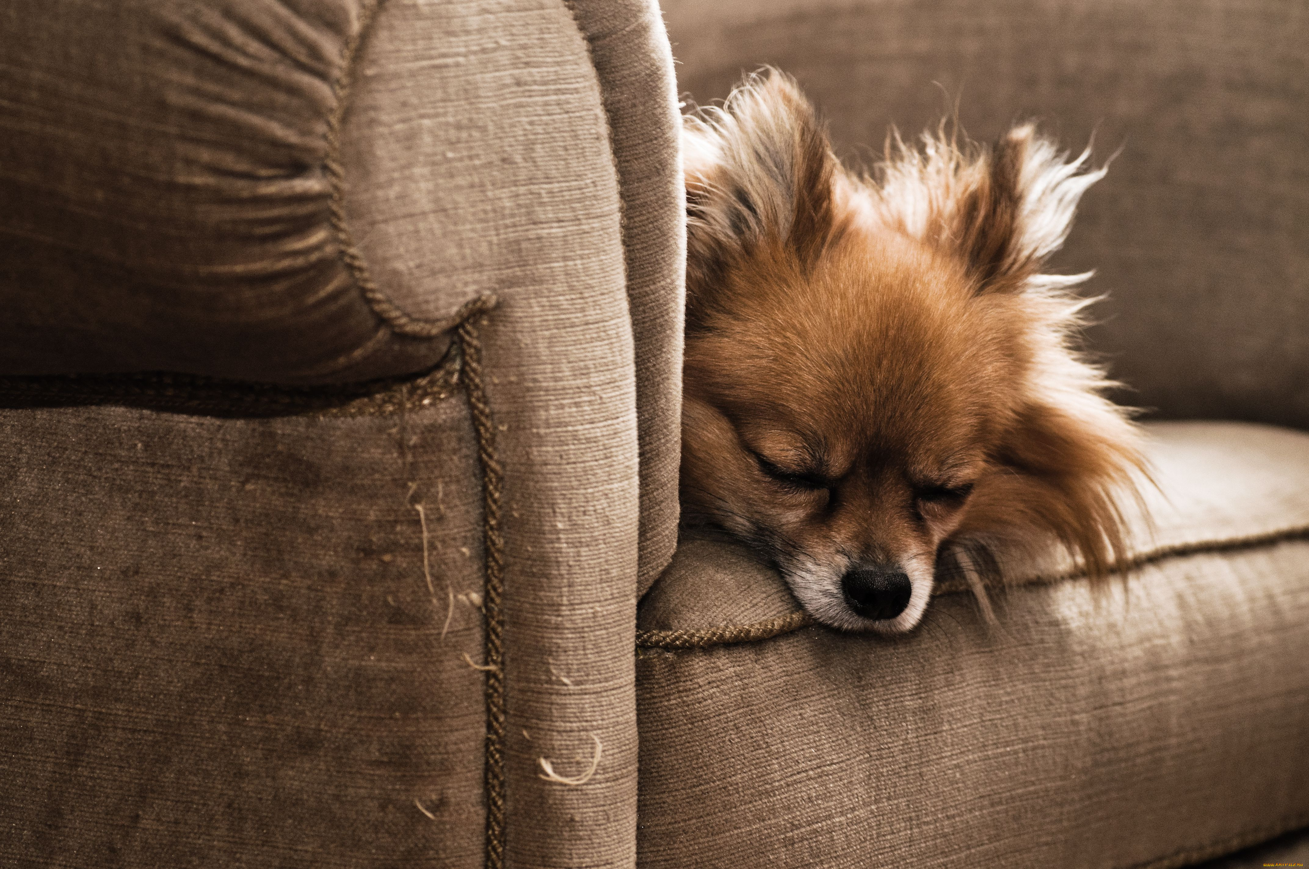 животные, собаки, сон