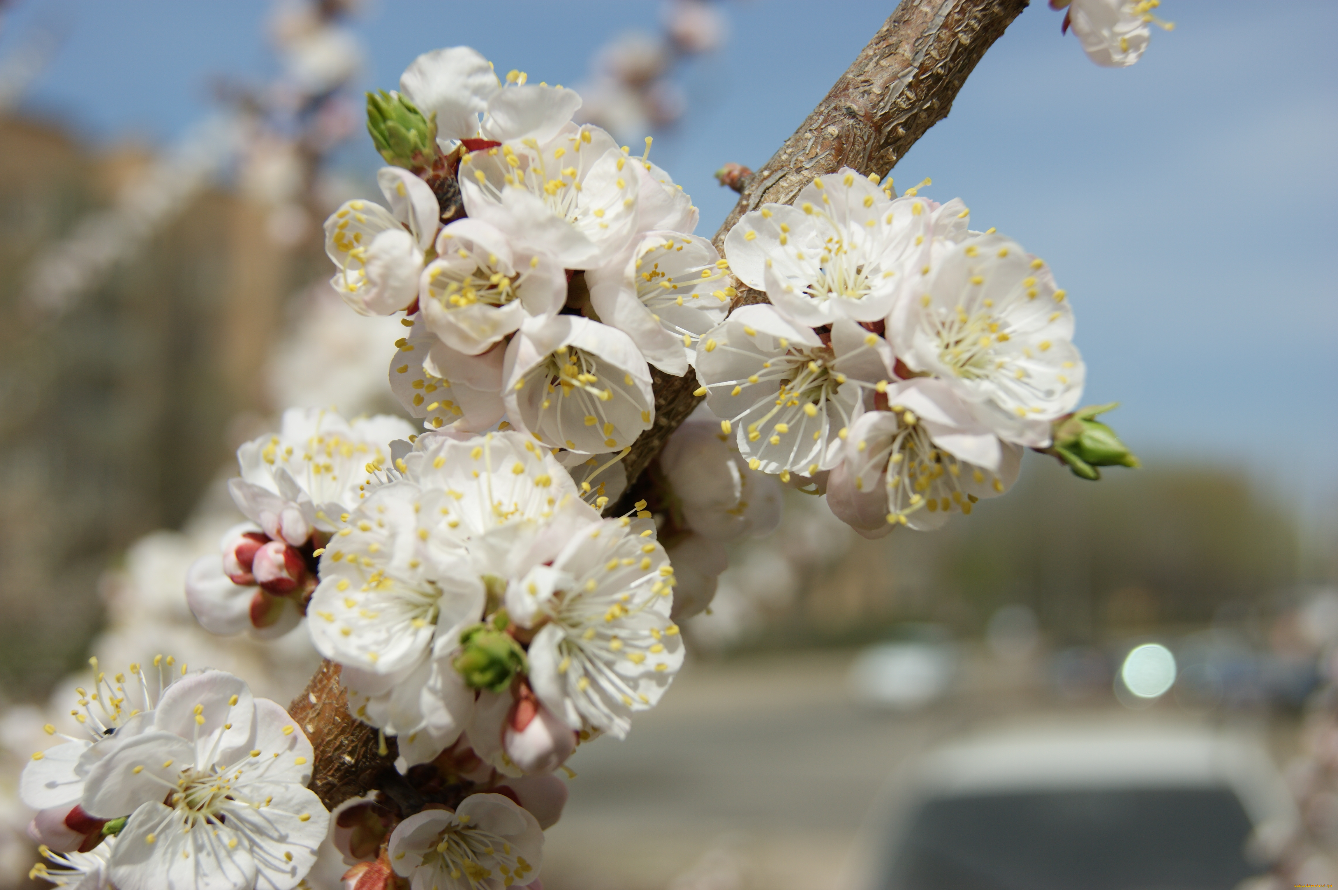 цветы, цветущие, деревья, кустарники, ветка, листочки, небо