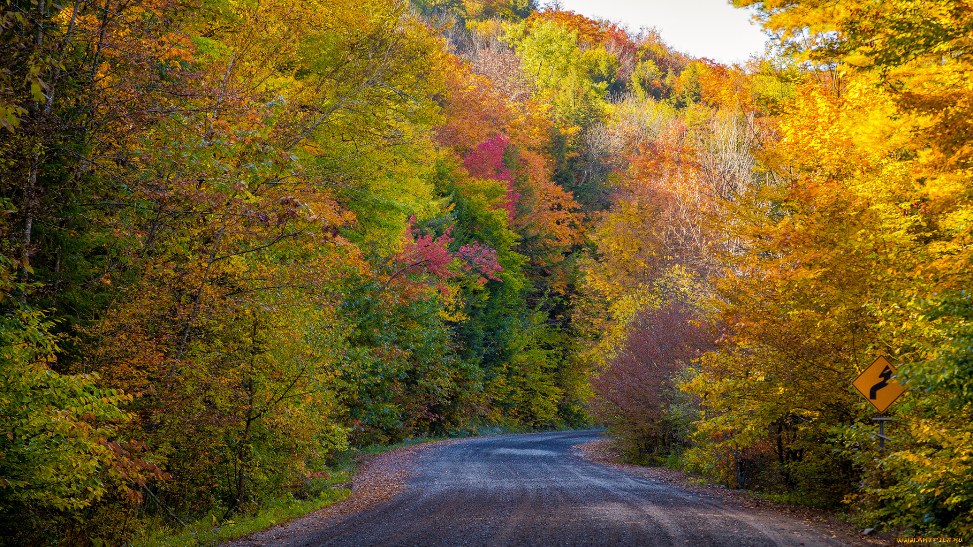 природа, дороги, лес, шоссе, осень