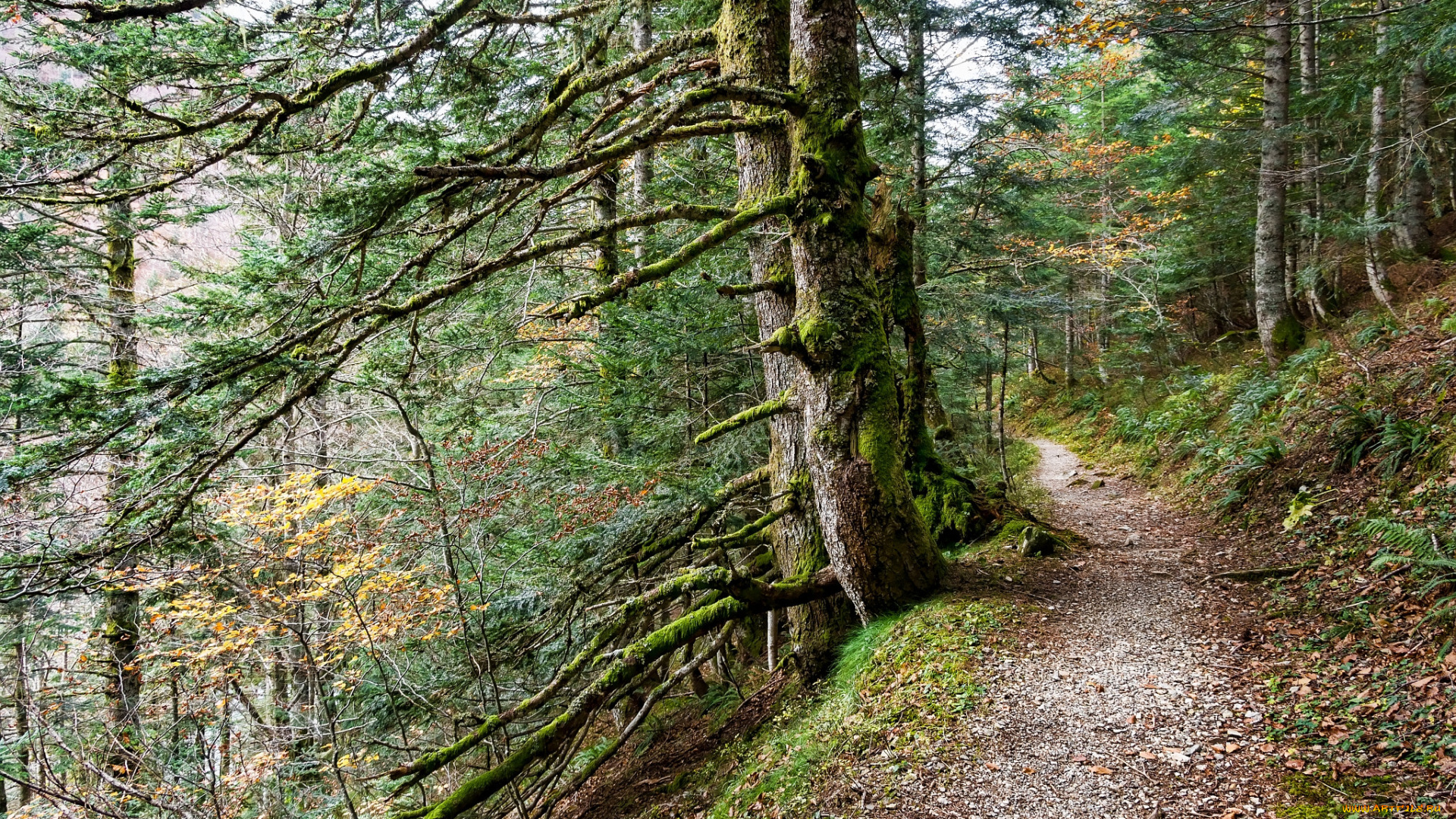 природа, дороги, лес, тропинка, осень