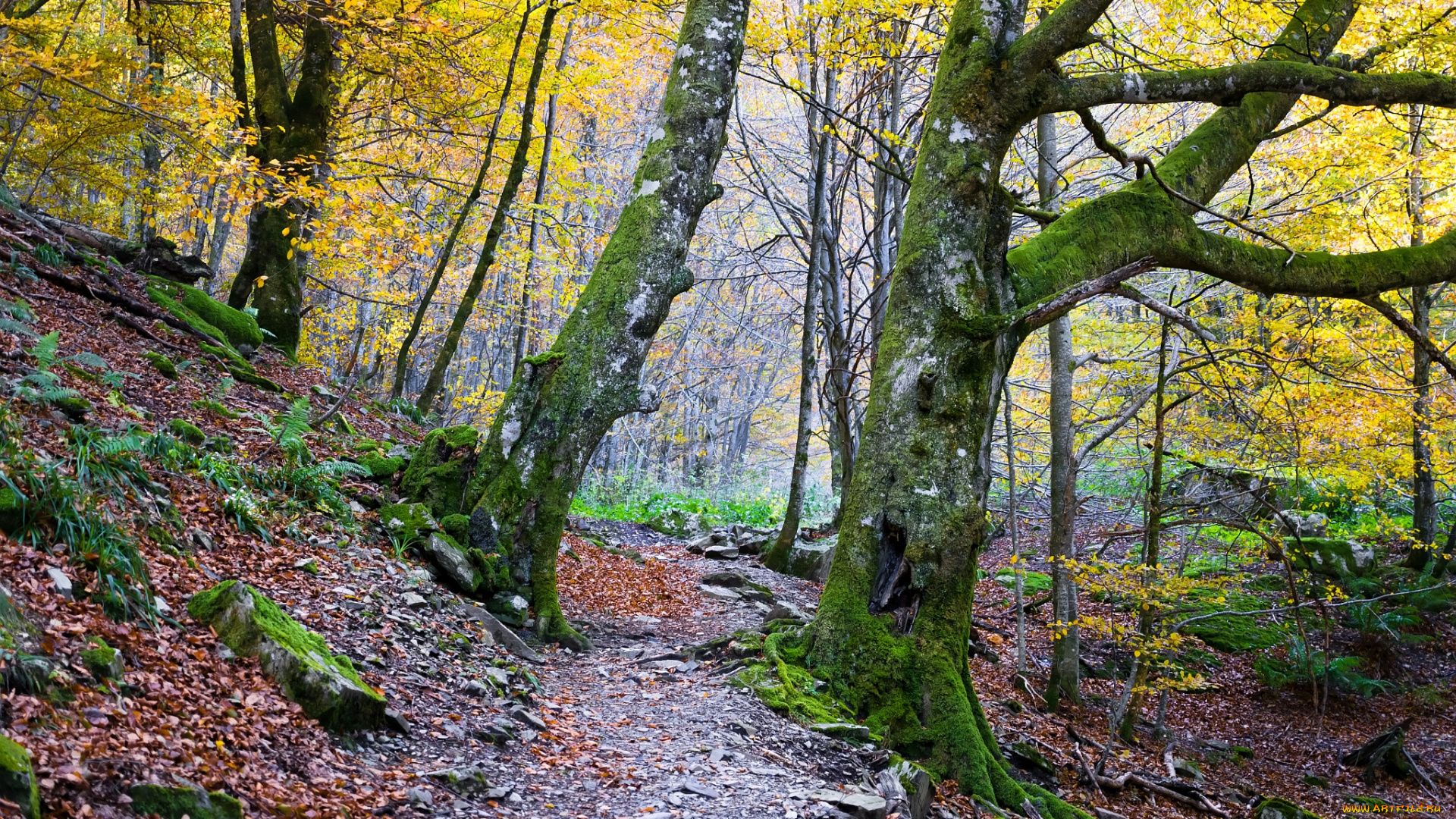 природа, дороги, осень, тропинка, лес