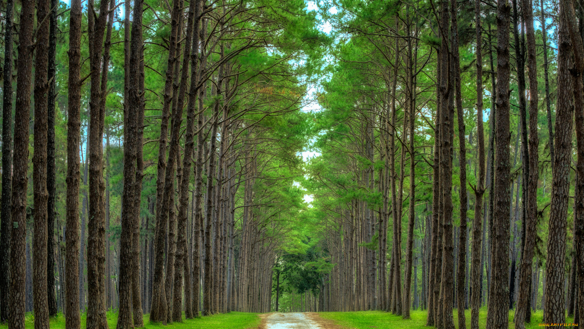 природа, дороги, тракт, лес