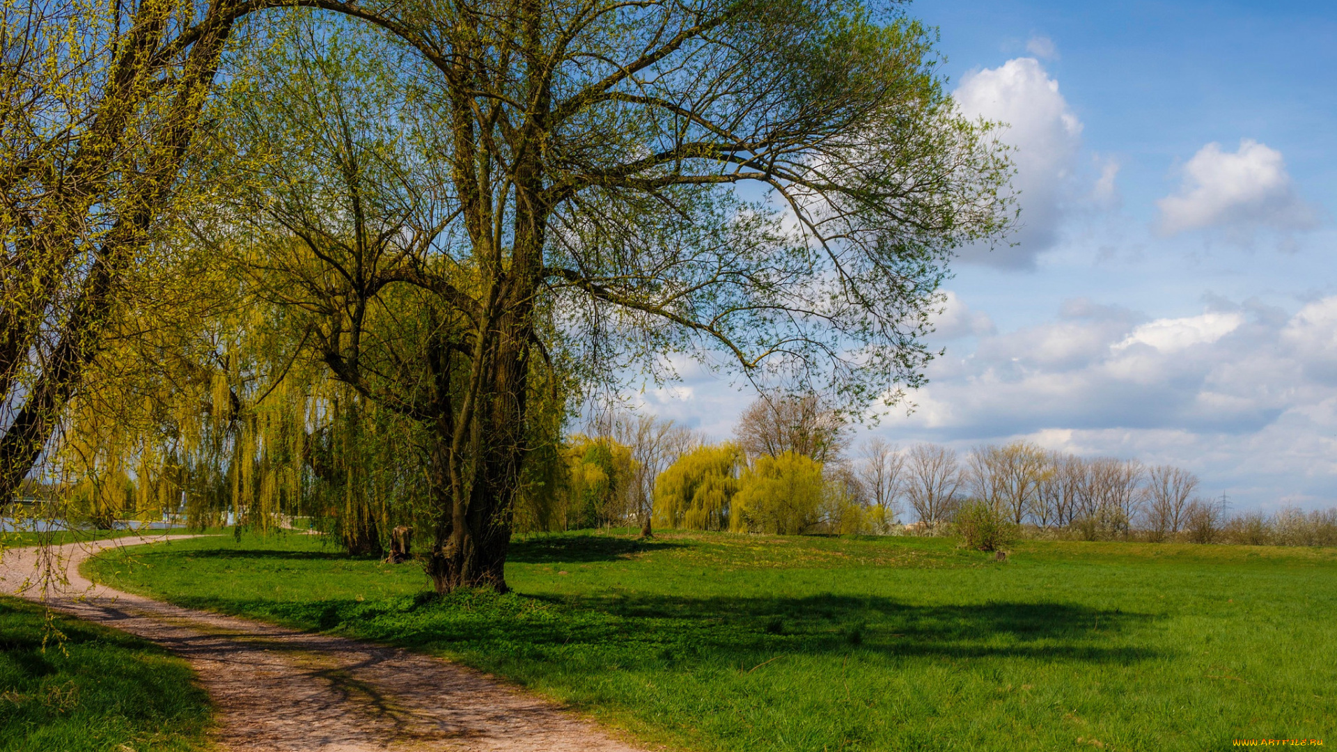 природа, дороги, тракт, лес