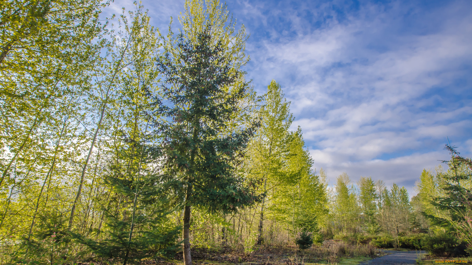 природа, дороги, тракт, лес