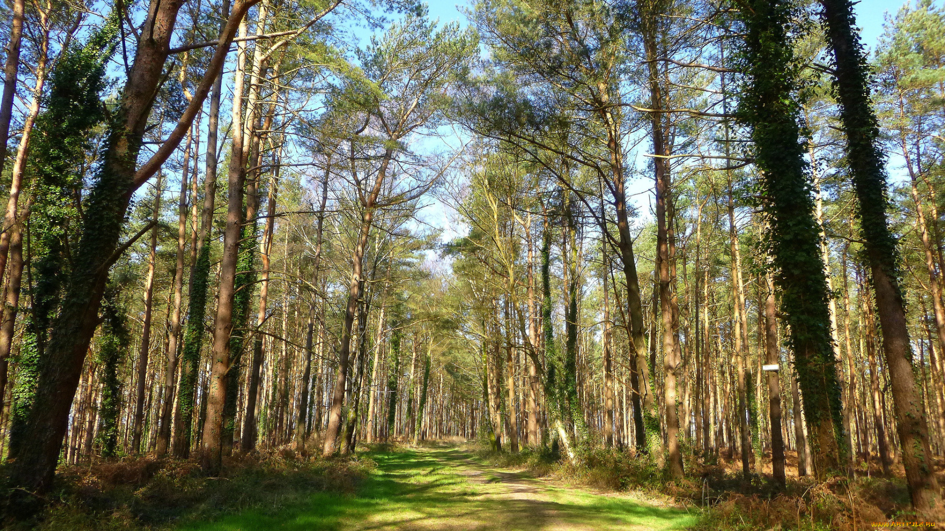 природа, дороги, тропинка, лес