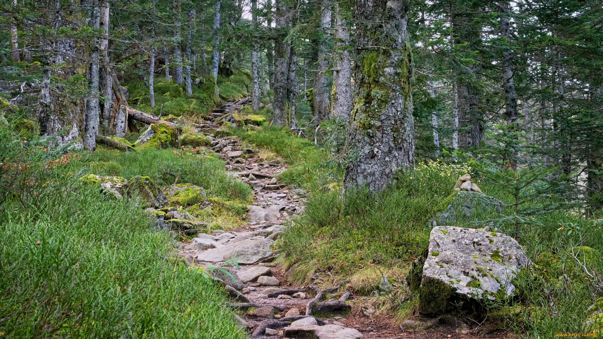 природа, дороги, тропинка, лес, осень