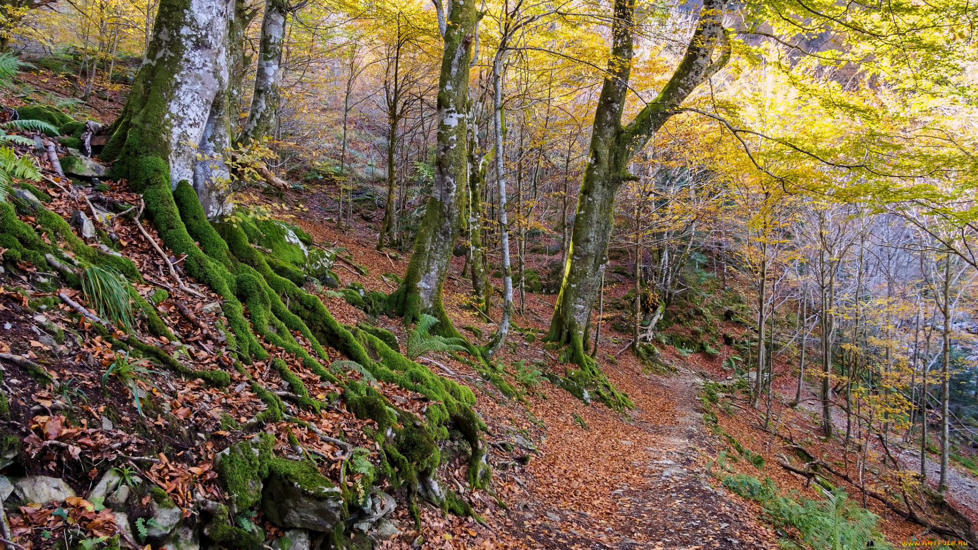природа, дороги, тропинка, лес, осень