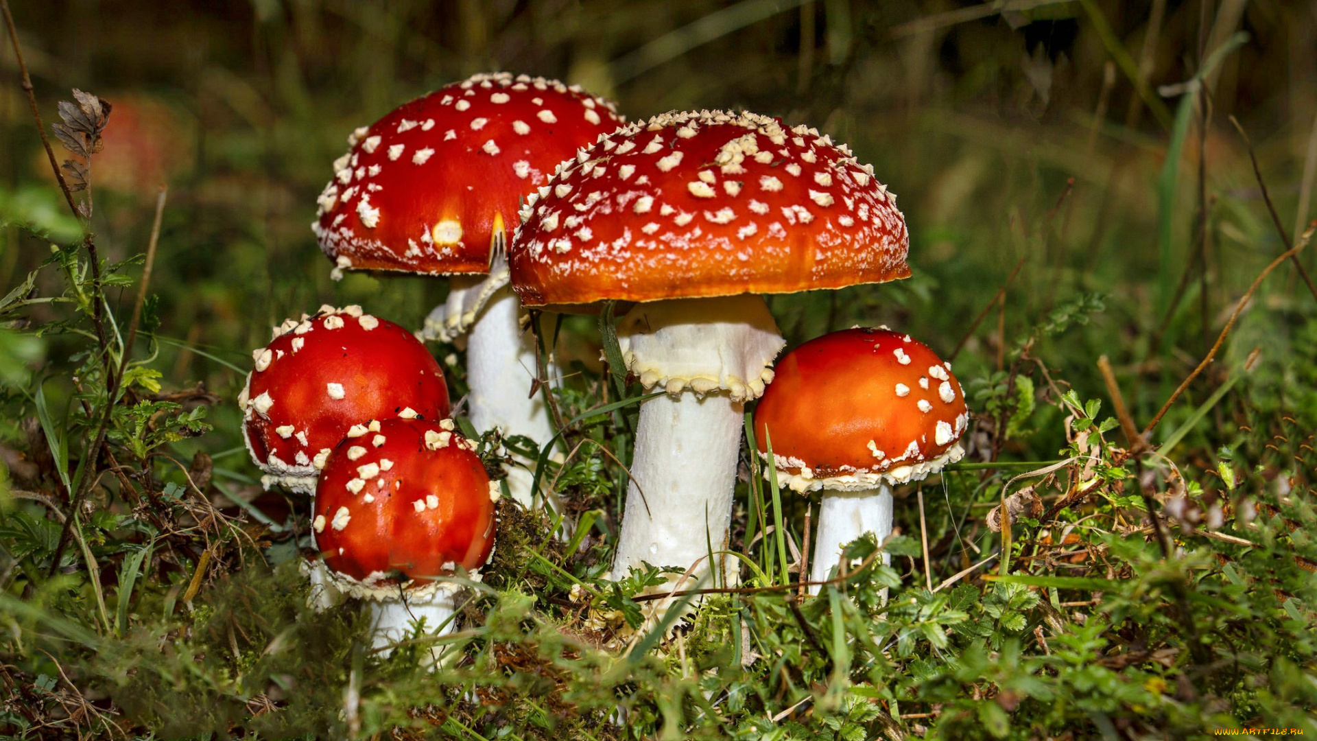 природа, грибы, , мухомор, грибочки