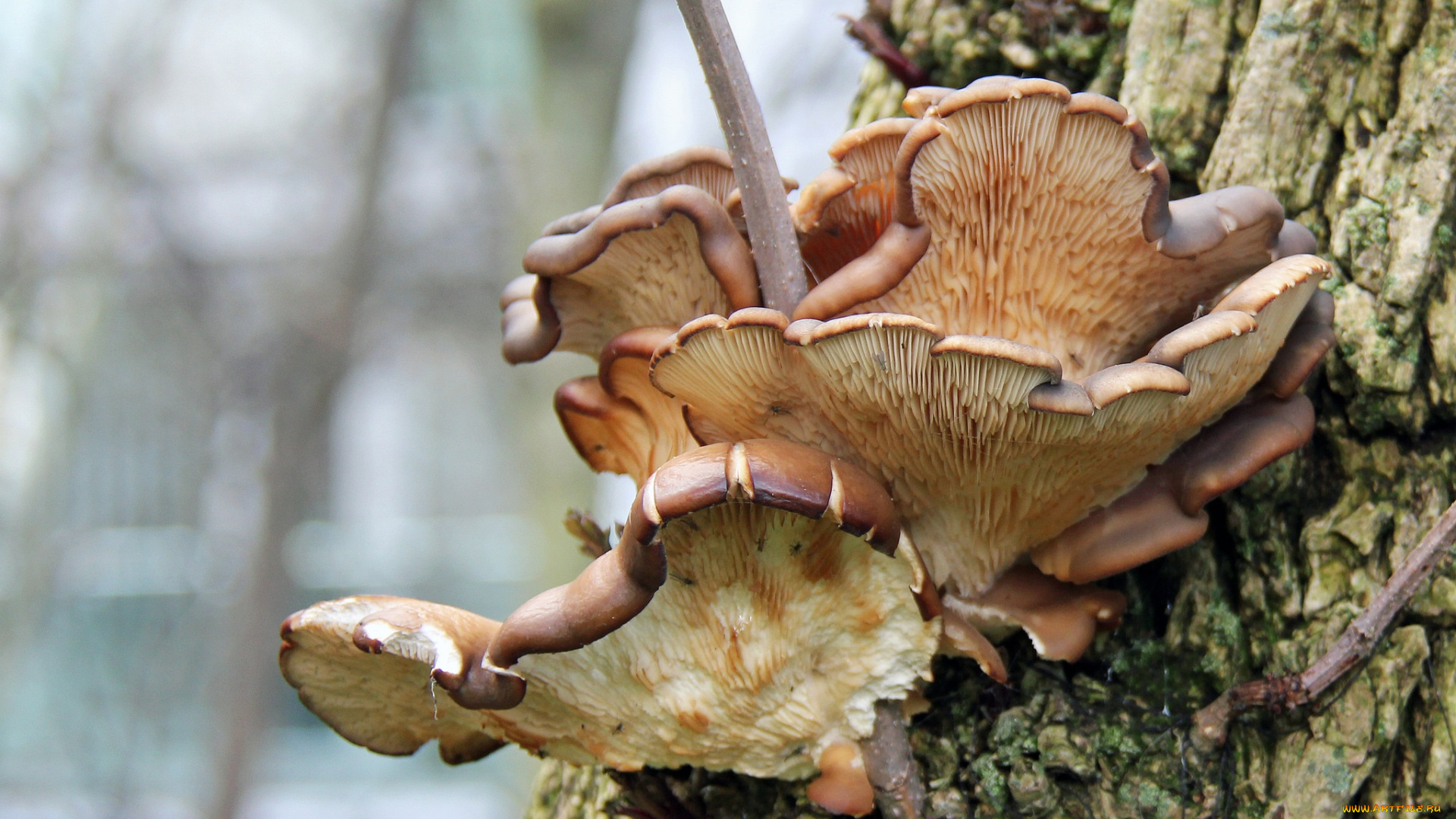 природа, грибы, пень, макро