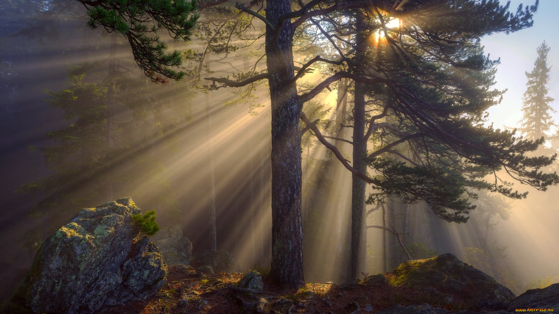 природа, лес, камни, деревья, солнца, лучи, свет, утро