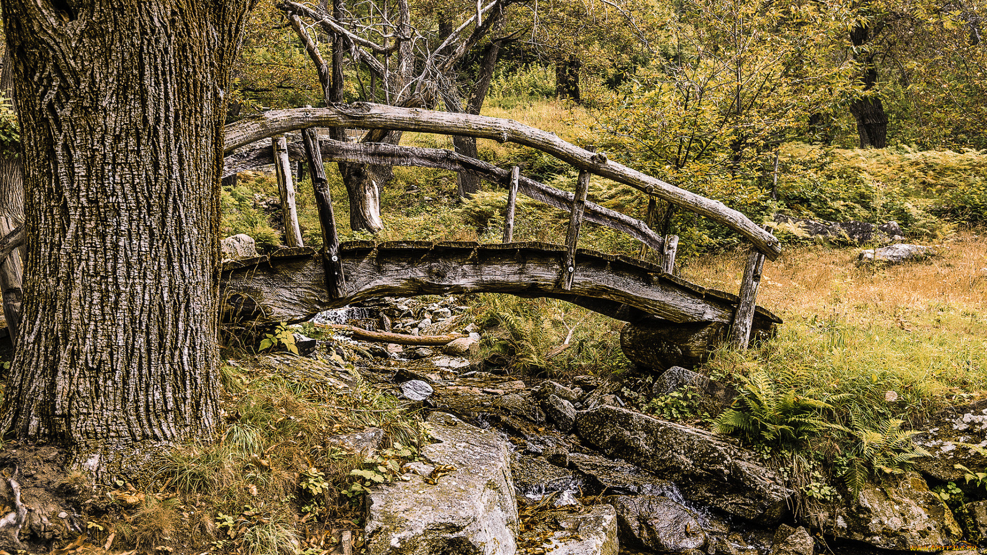 природа, лес, мостик, ручей