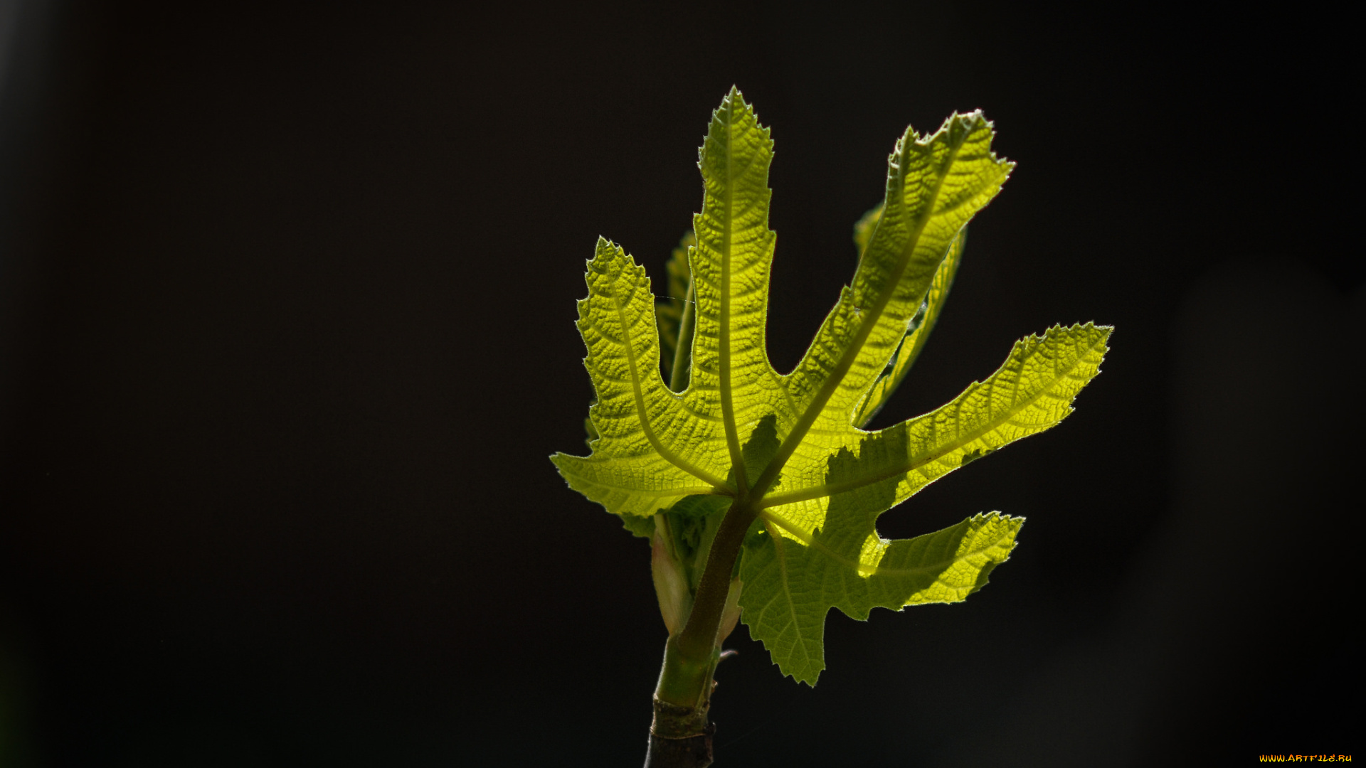 природа, листья, макро, свет, лист, фон, тёмный