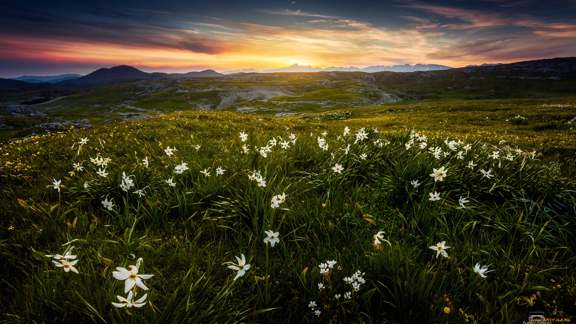 природа, луга, альпы, горы, франция, цветы, утро, июнь, лето