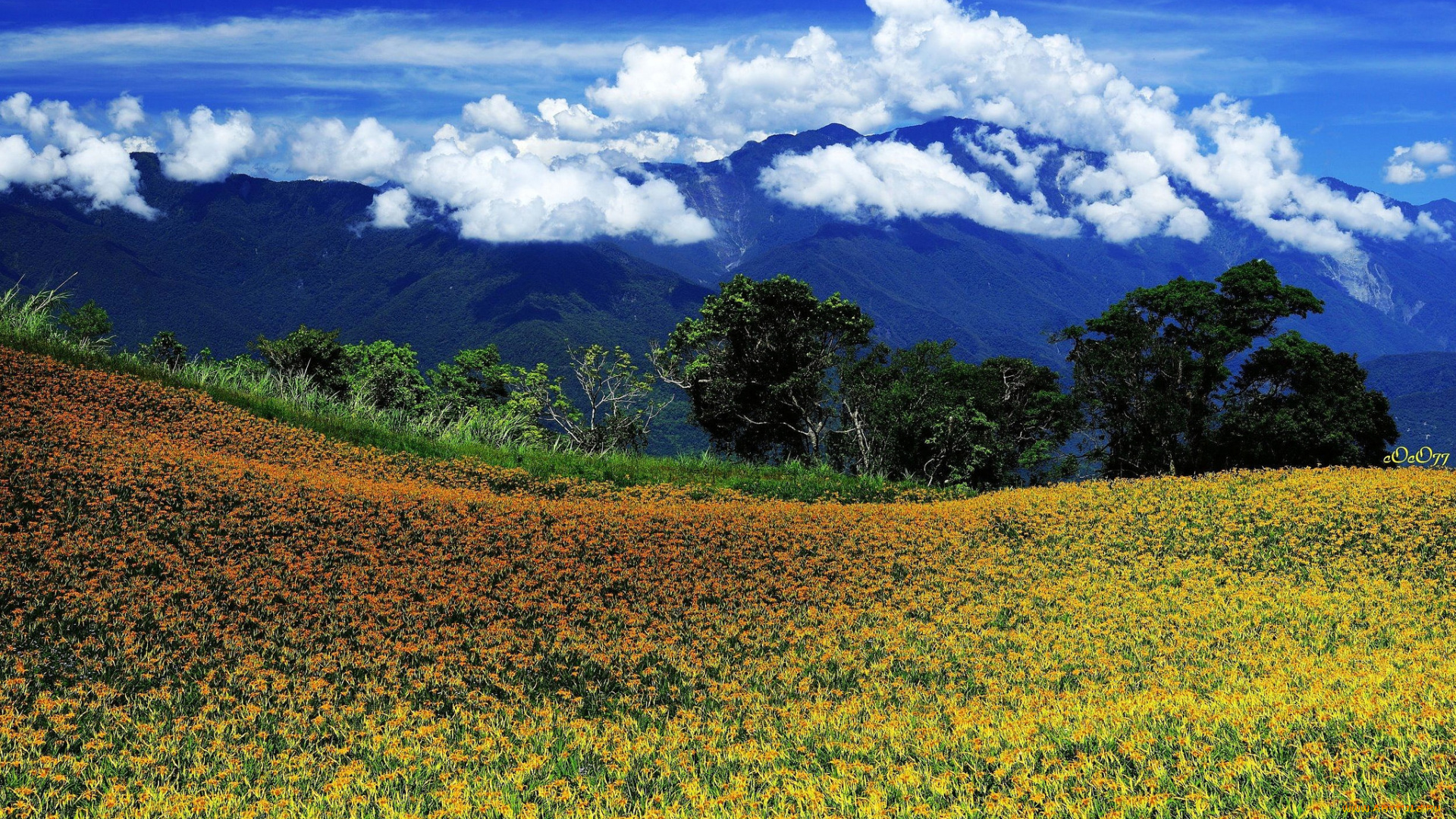 природа, луга, цветы, луг, облака, небо, горы