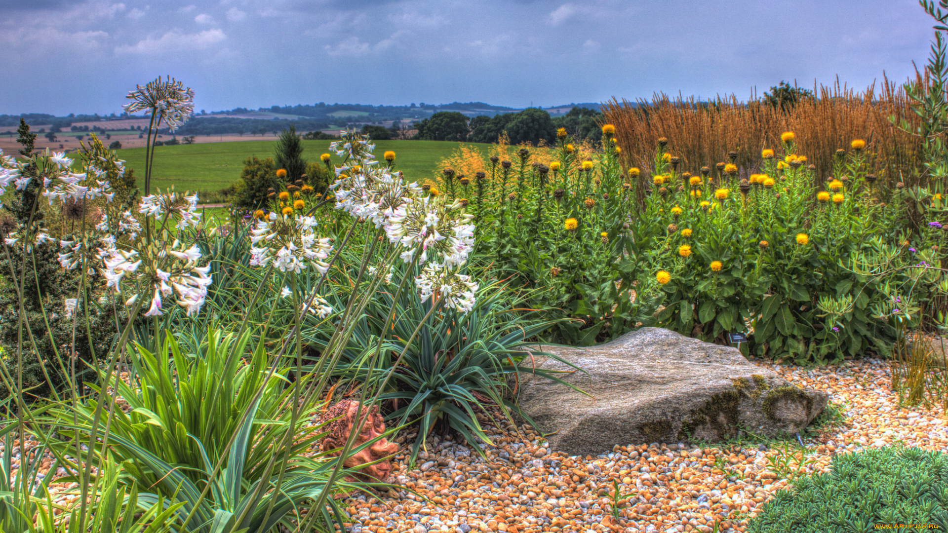 природа, луга, луг, равнина, цветы, трава