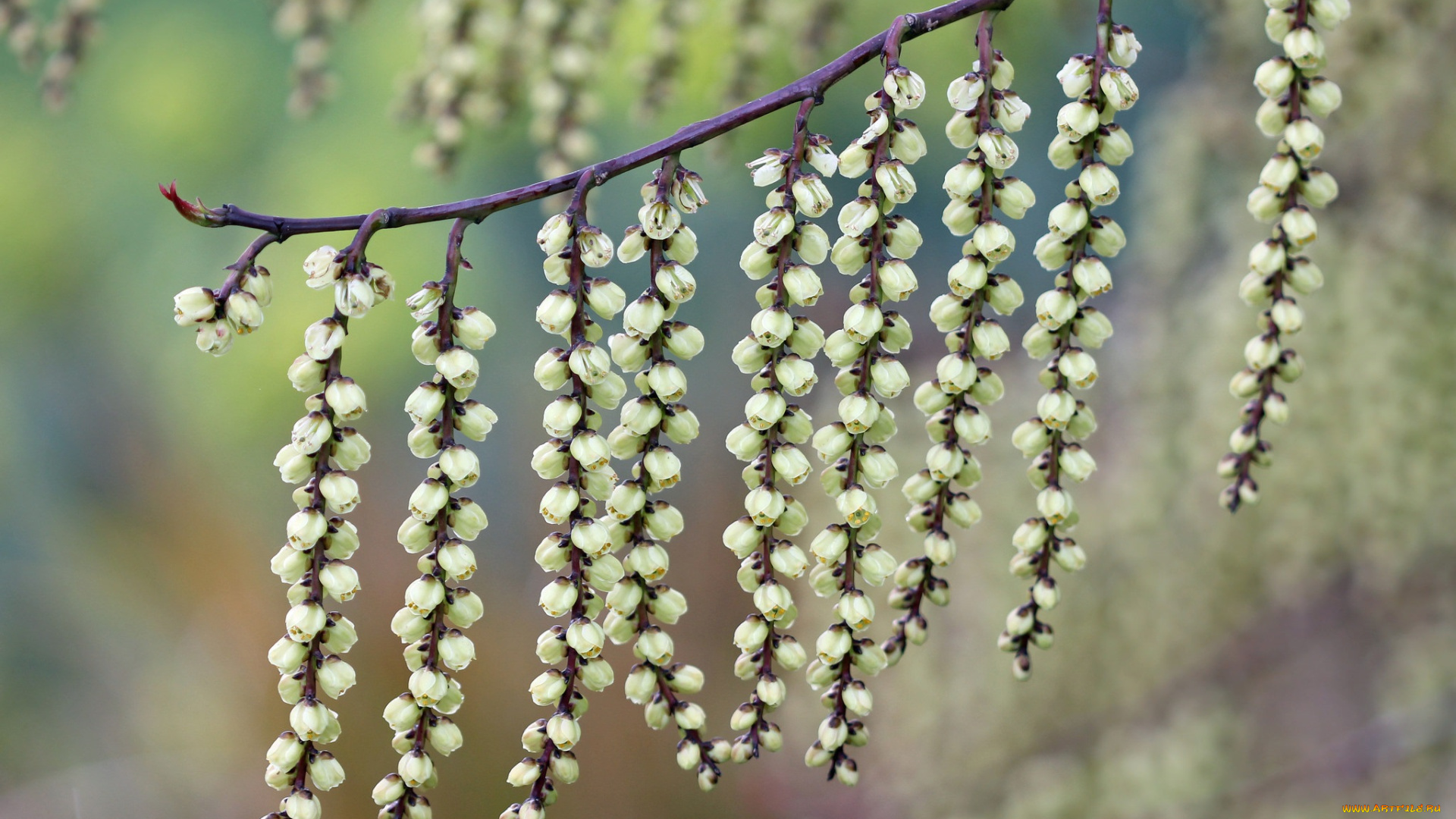 природа, макро, фон, висюльки, ветка