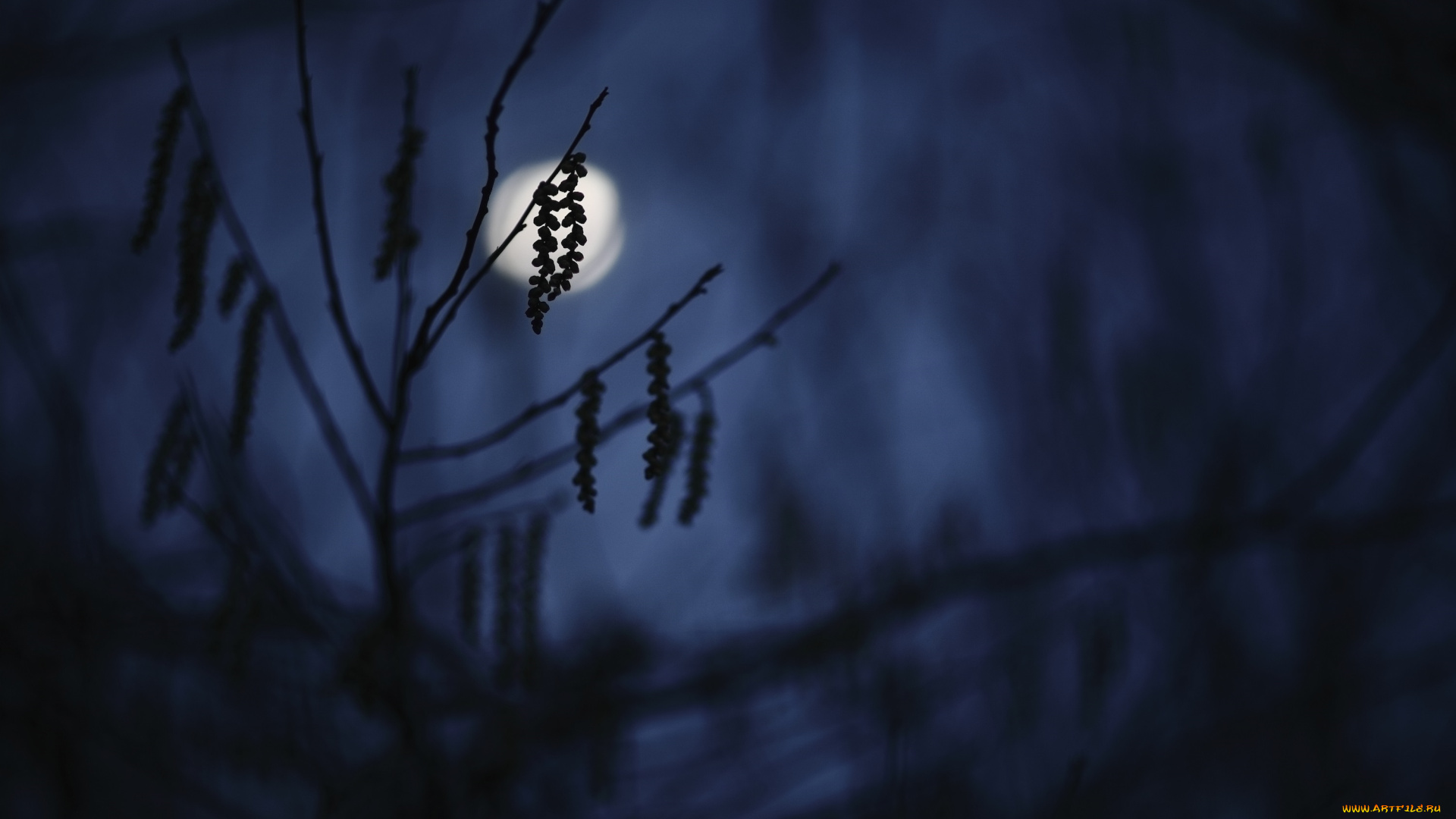 природа, макро, размытие, сумерки, силуэт, веточка, темнота