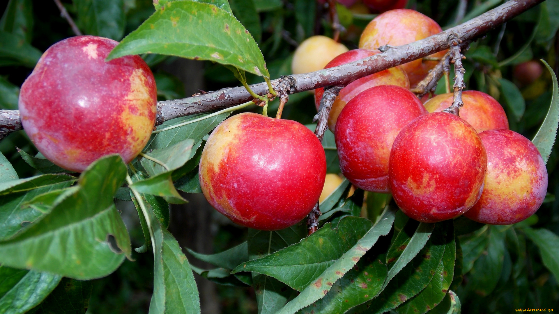 природа, плоды, ветка, яблоки