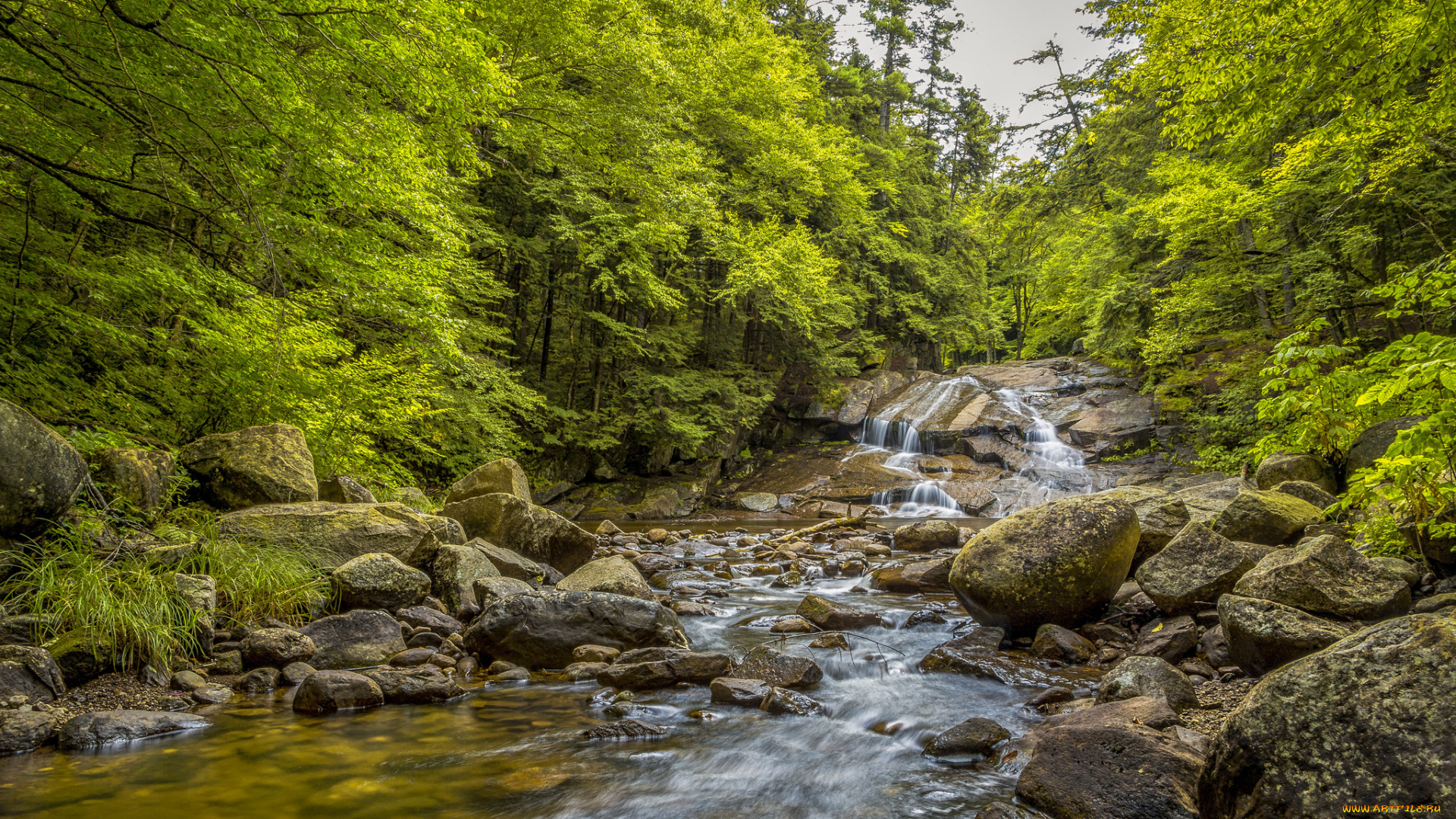 природа, реки, озера, лес, река