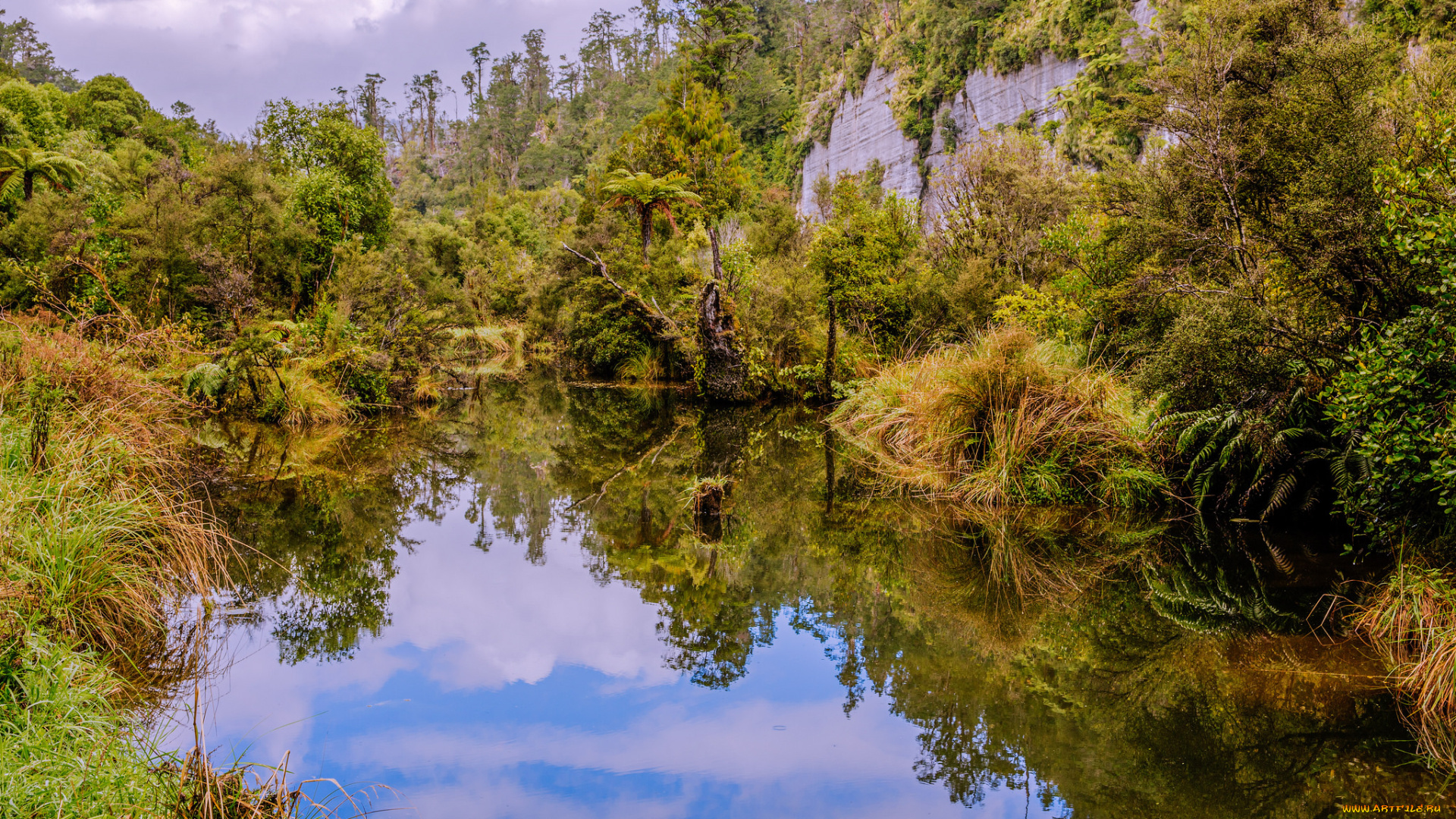 природа, реки, озера, лес, река