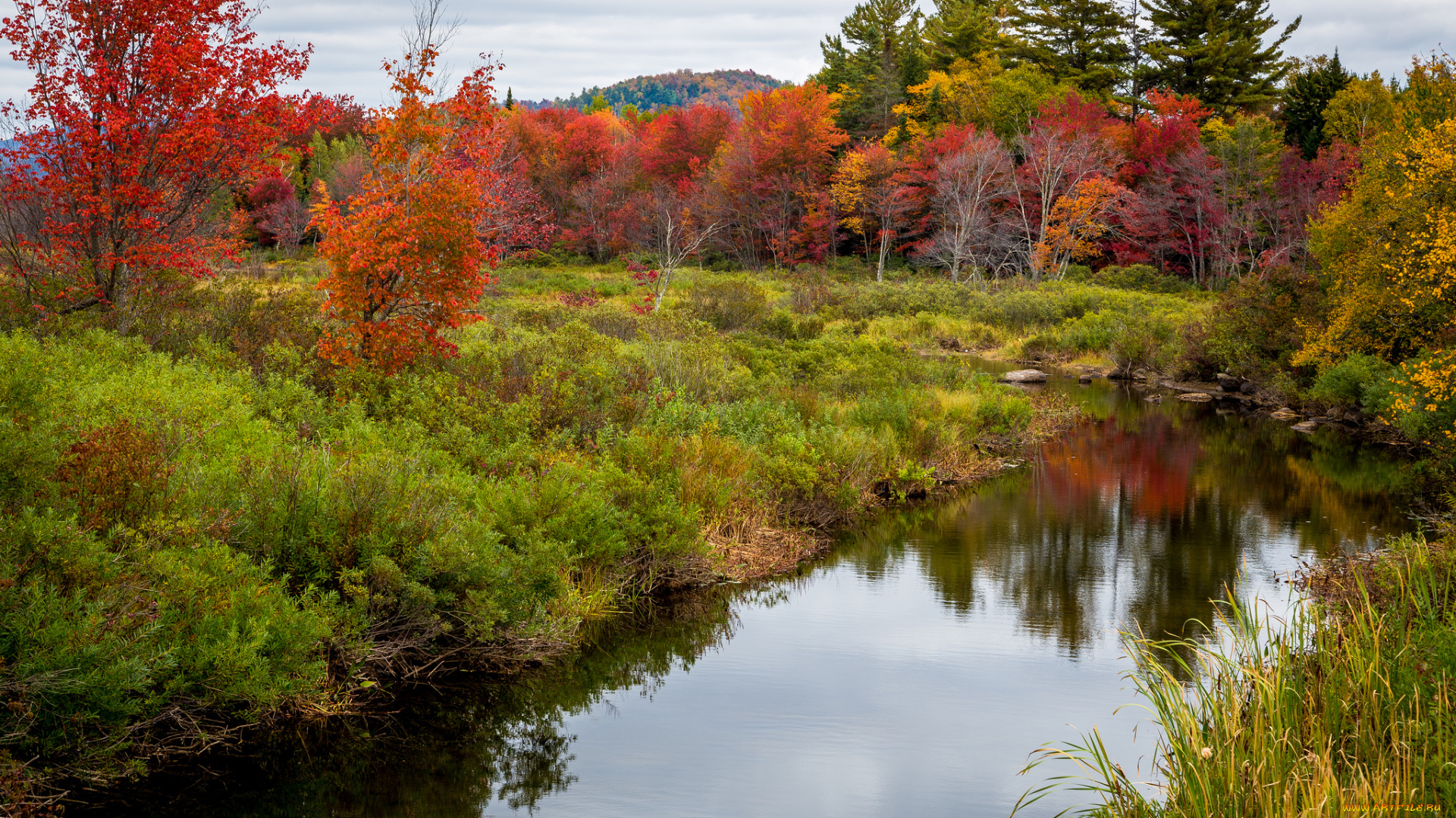 природа, реки, озера, река, лес