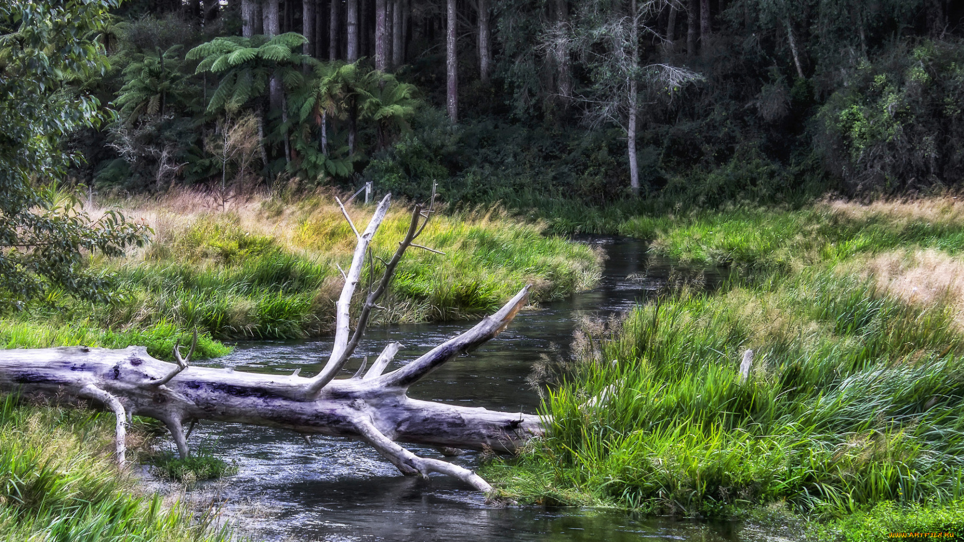 природа, реки, озера, река, лес