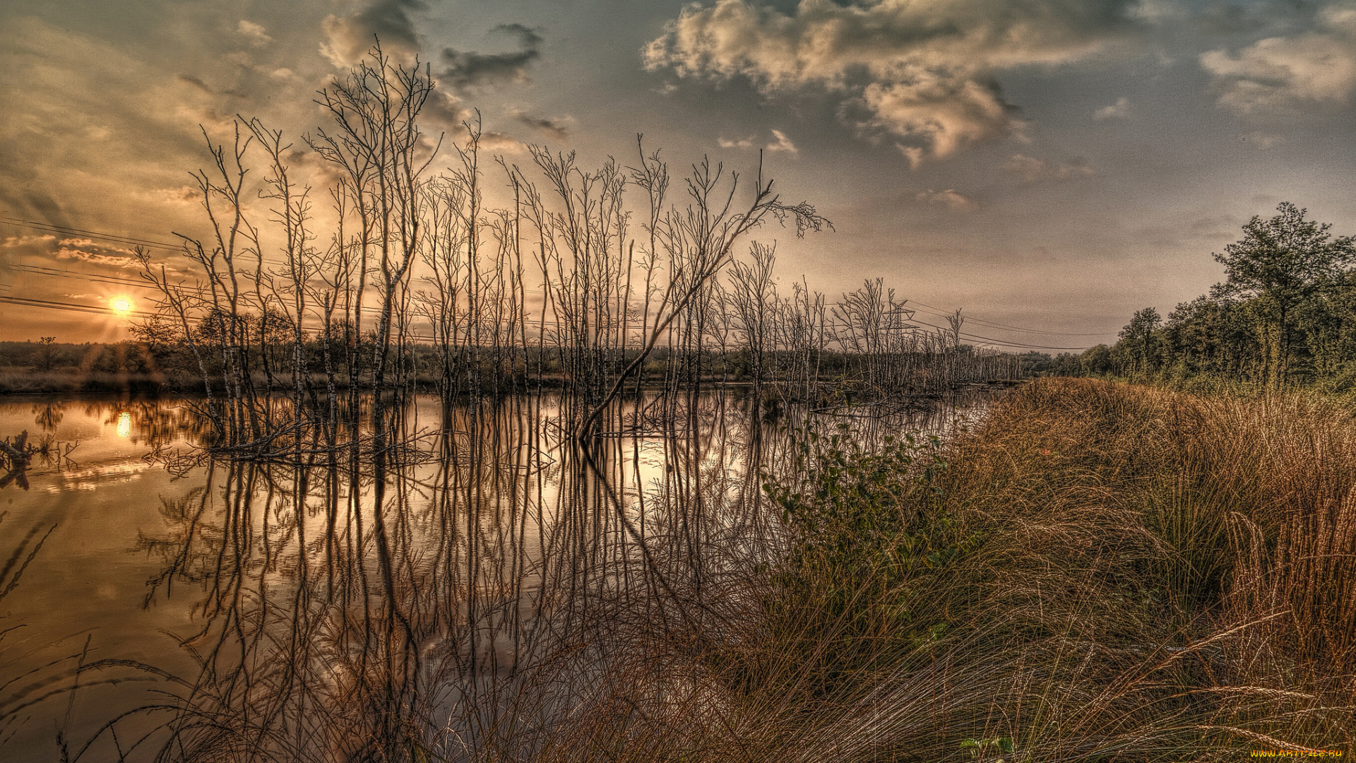 природа, реки, озера, река, лес