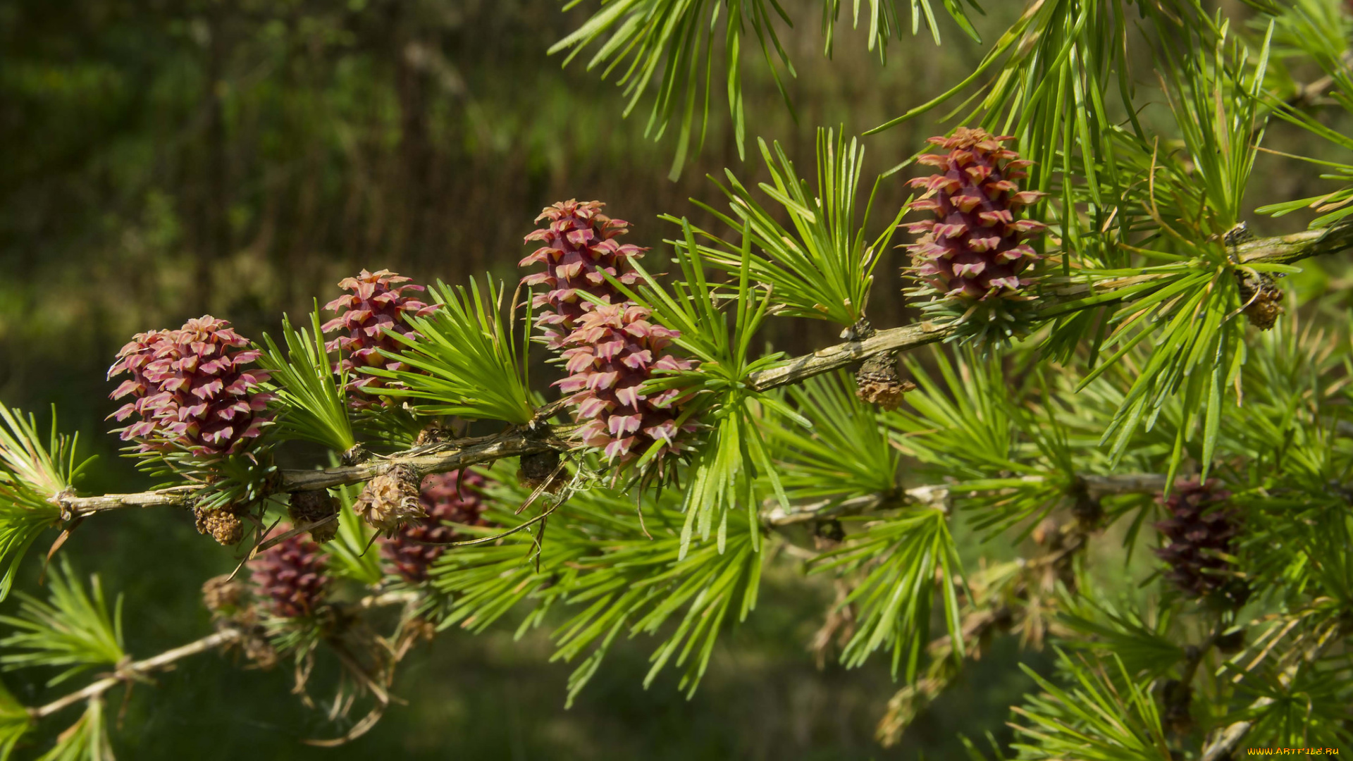 природа, шишки, , жёлуди, , каштаны, иголки, сосна