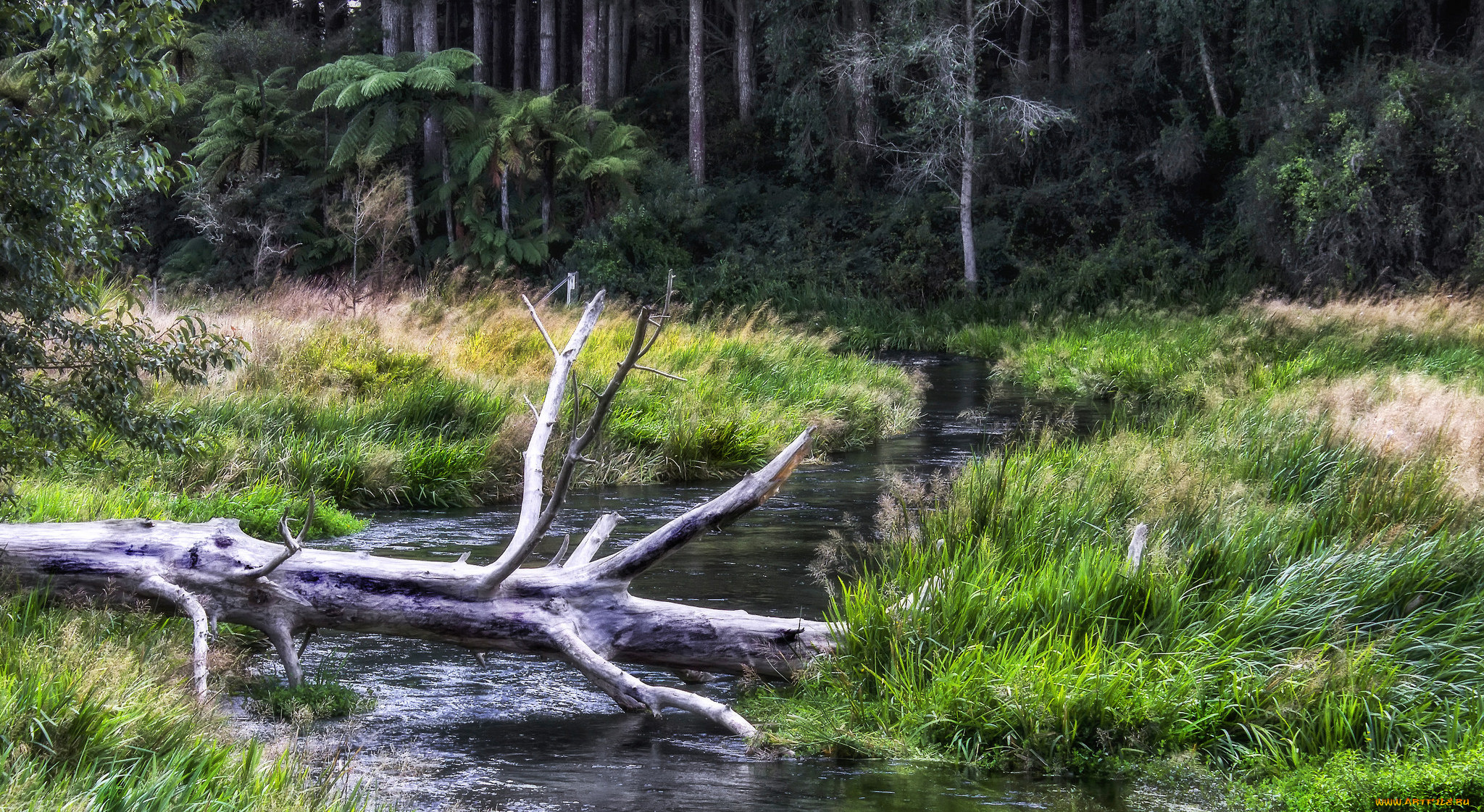 природа, реки, озера, река, лес