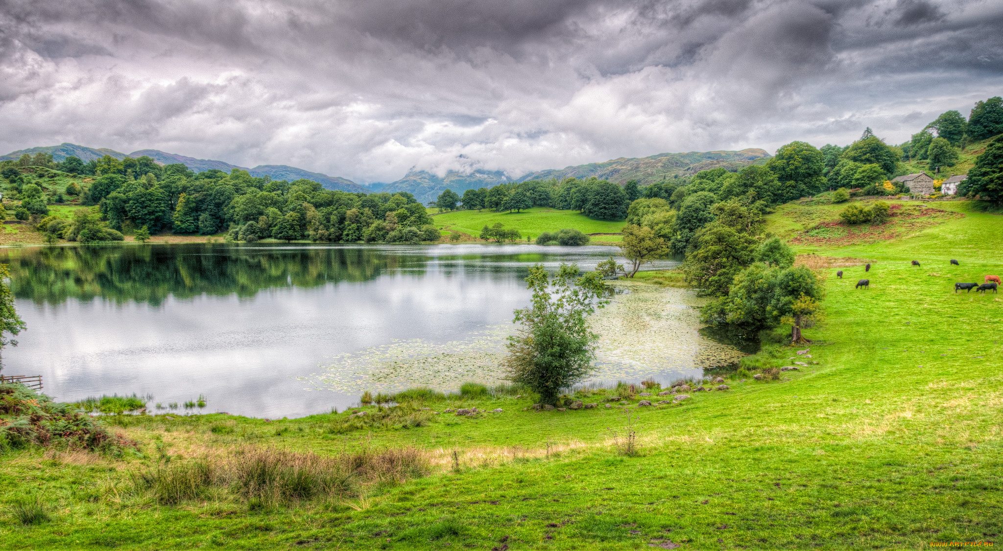 природа, реки, озера, лес, река